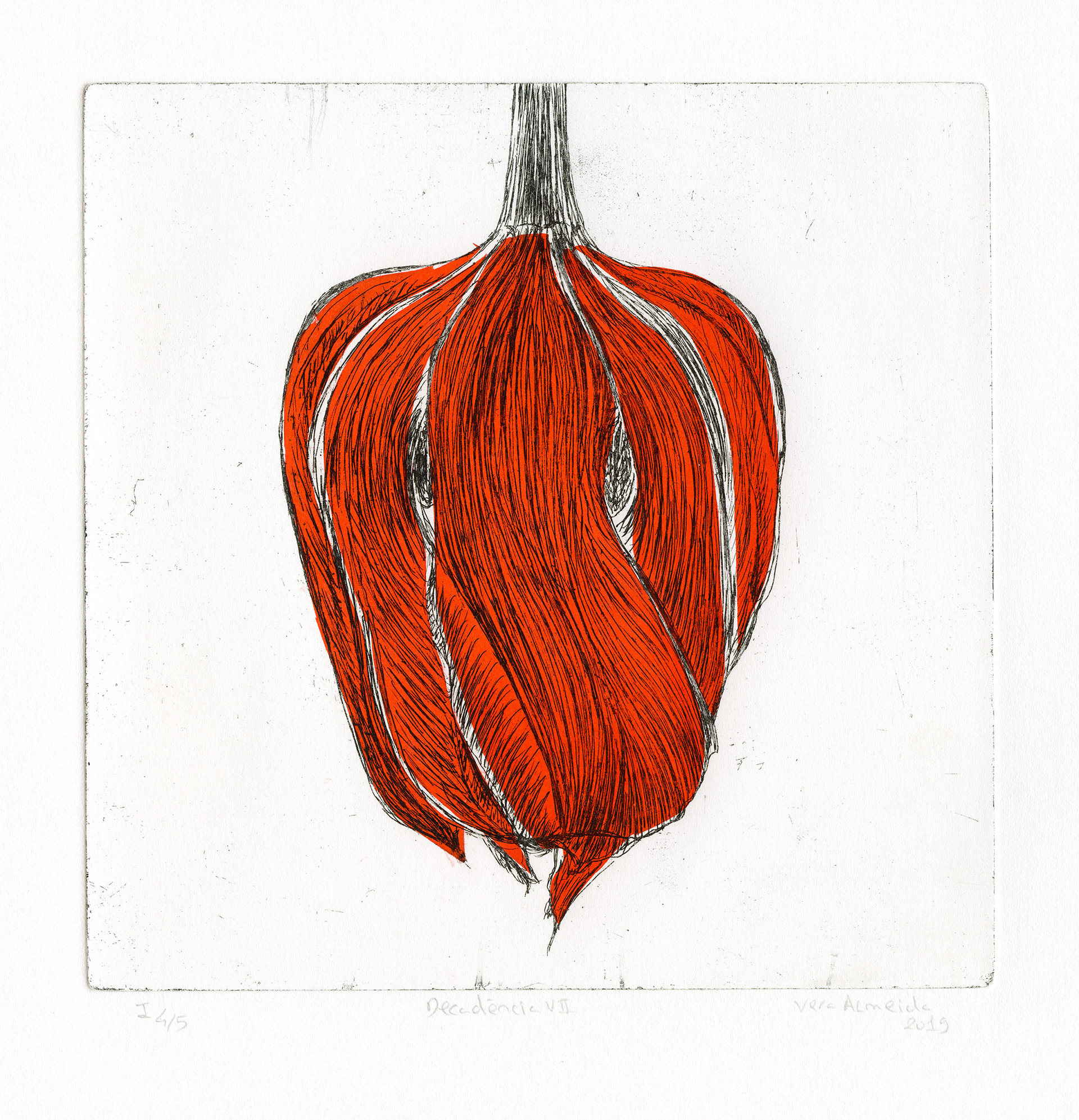 Red tulip in decay etching and chine-collé by Vera Almeida