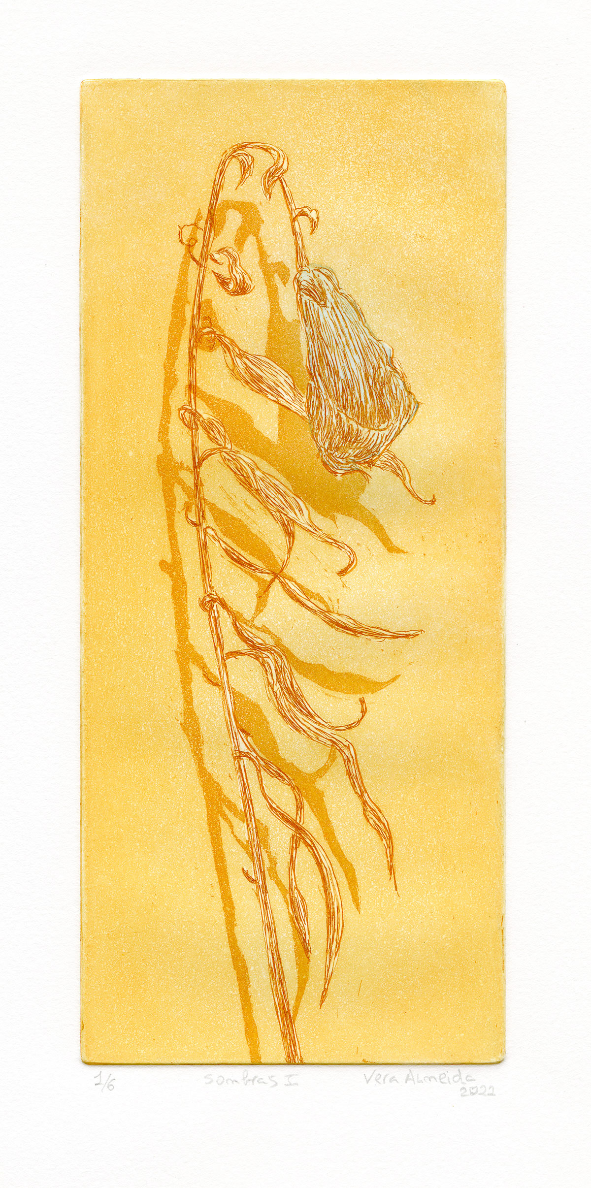 Composition of a dry flower and shadows by Vera Almeida