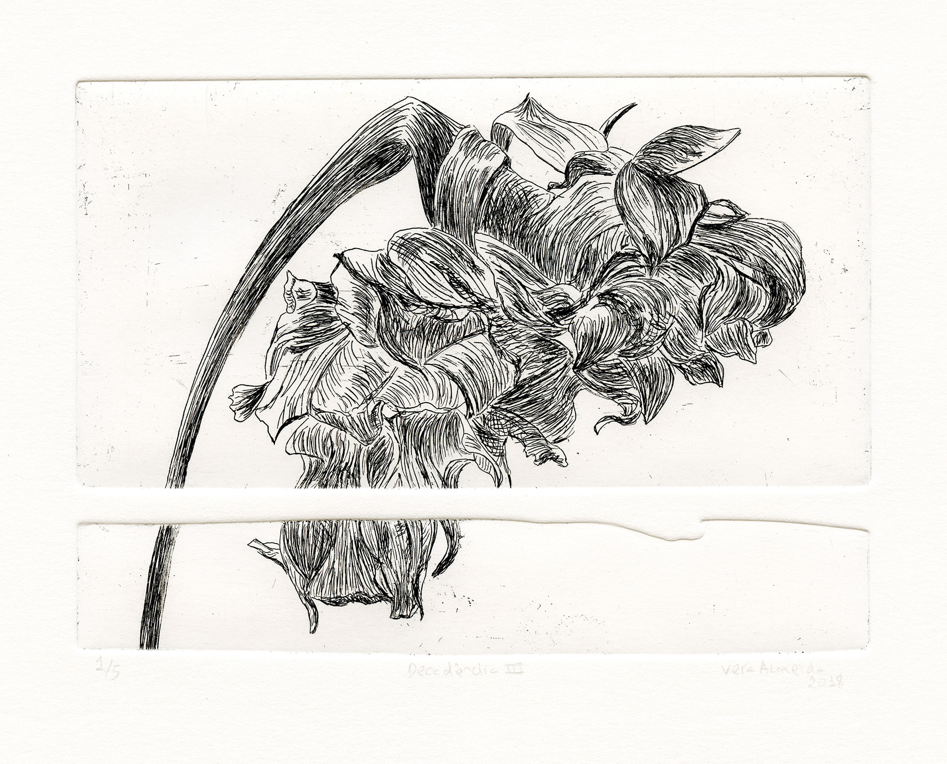 Flower in decay etching, black and white, by Vera Almeida