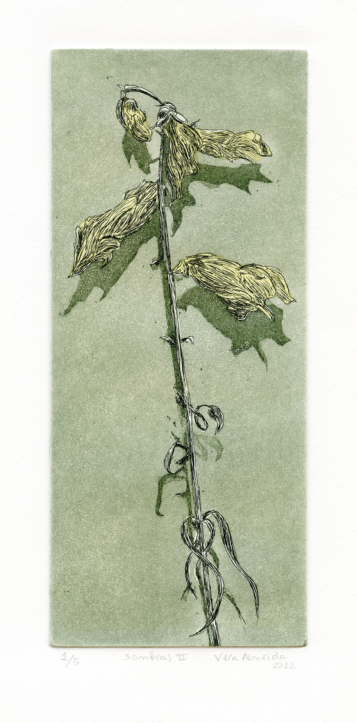 Composition of a dry flower and shadows by Vera Almeida