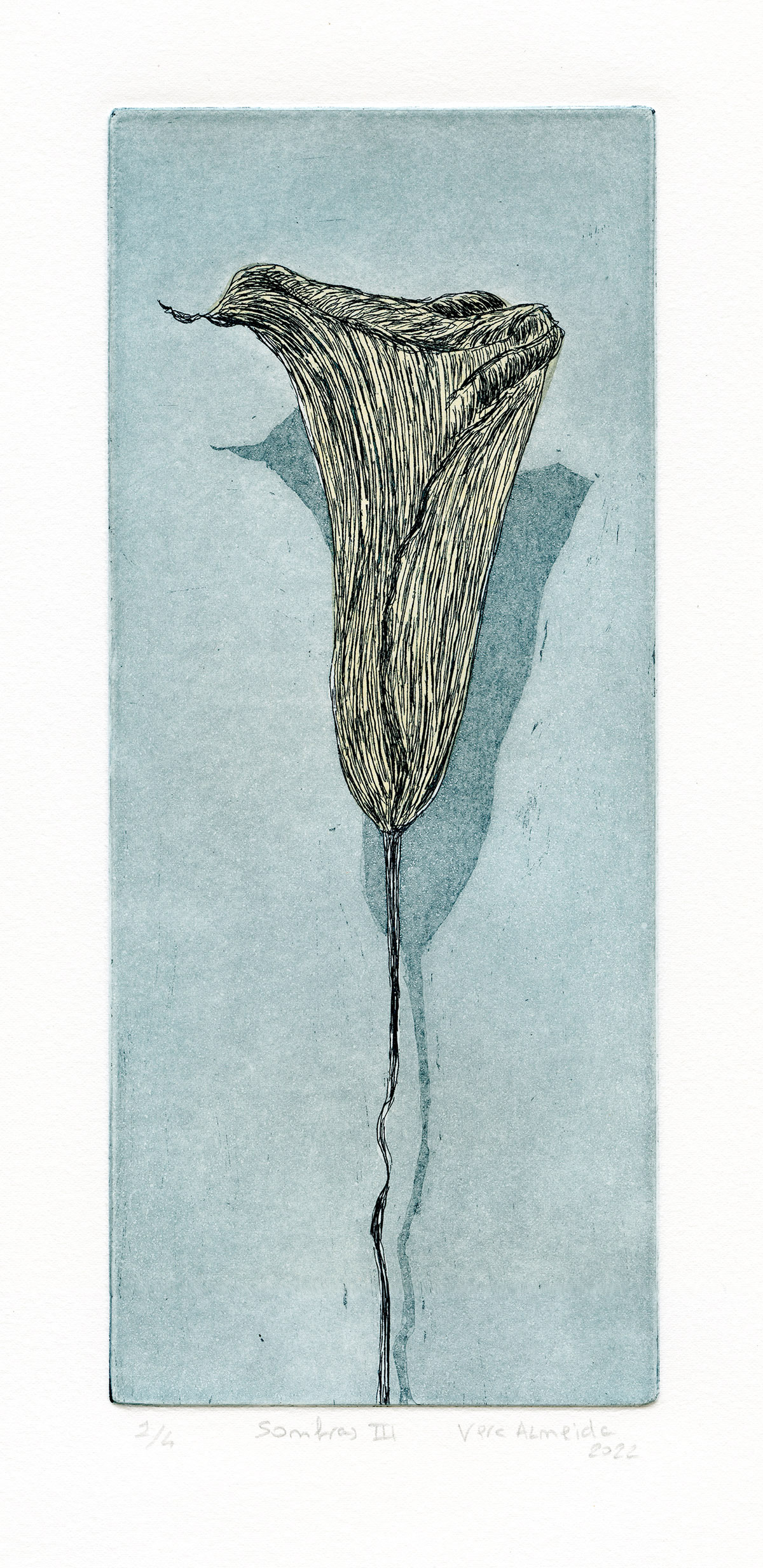 Composition of a dry calla lily and shadows by Vera Almeida