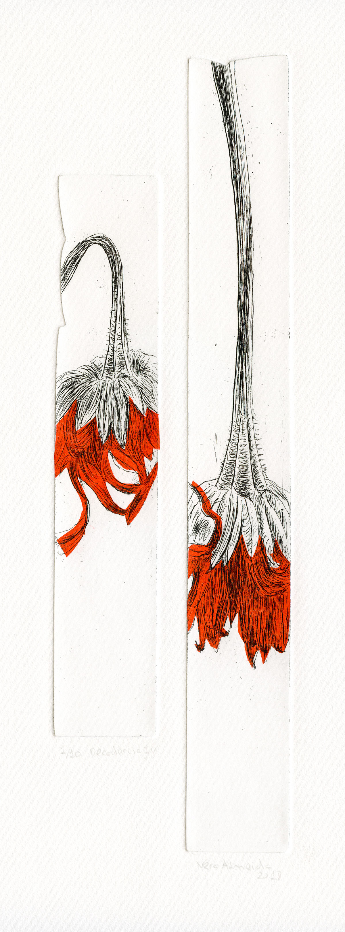 Flower in decay etching and chine-collé, in red, by Vera Almeida