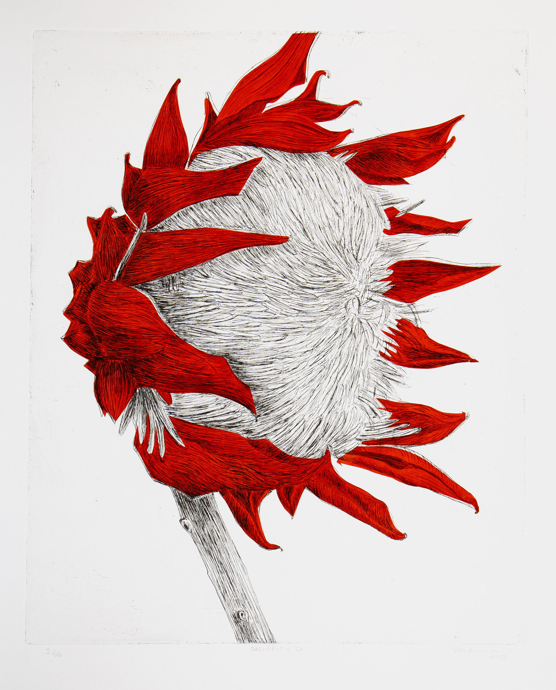Red protea in decay etching and chine-collé by Vera Almeida