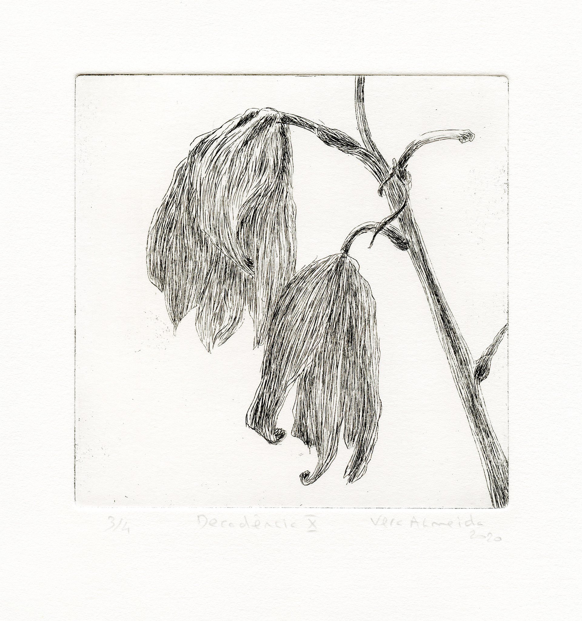 Flower in decay etching, black and white, by Vera Almeida