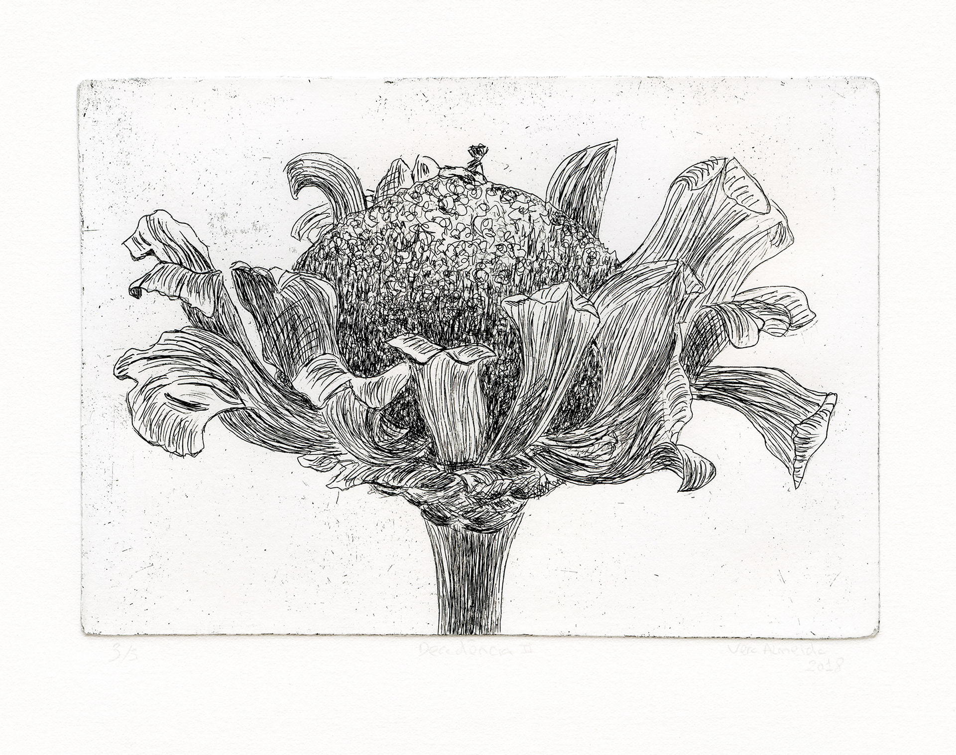 Flower in decay etching, black and white, by Vera Almeida