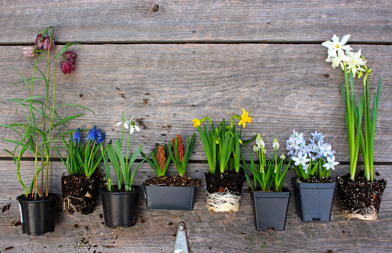 Spring bulbs promotion