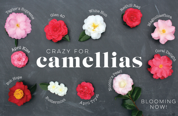 Camellia promotion