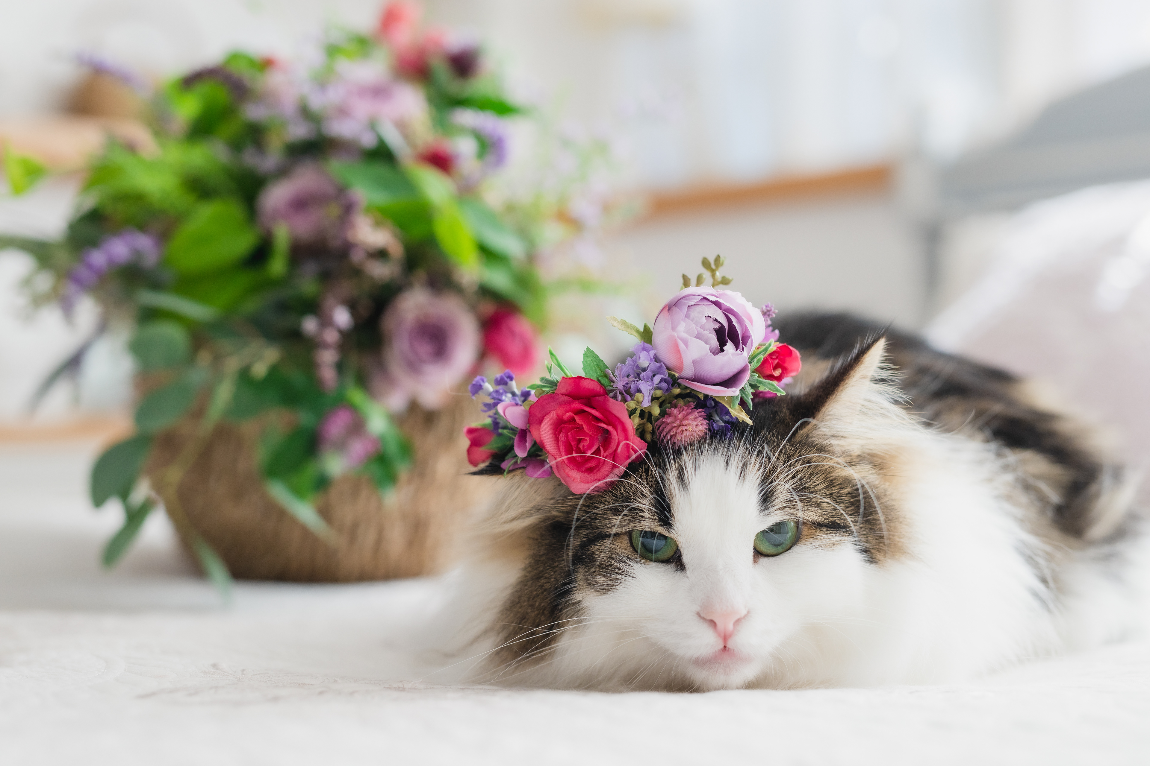 日比谷花壇 猫の日