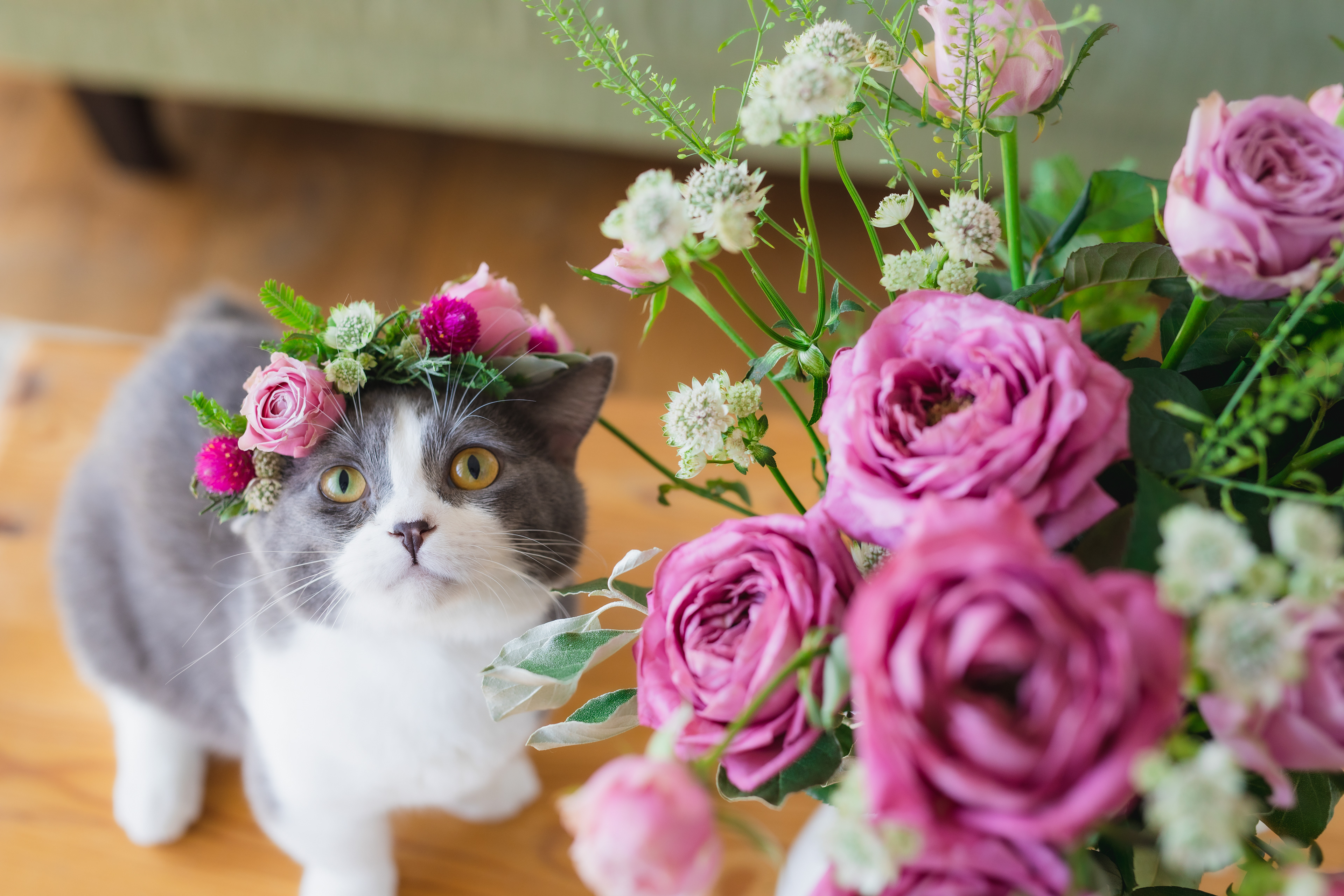 日比谷花壇 猫の日