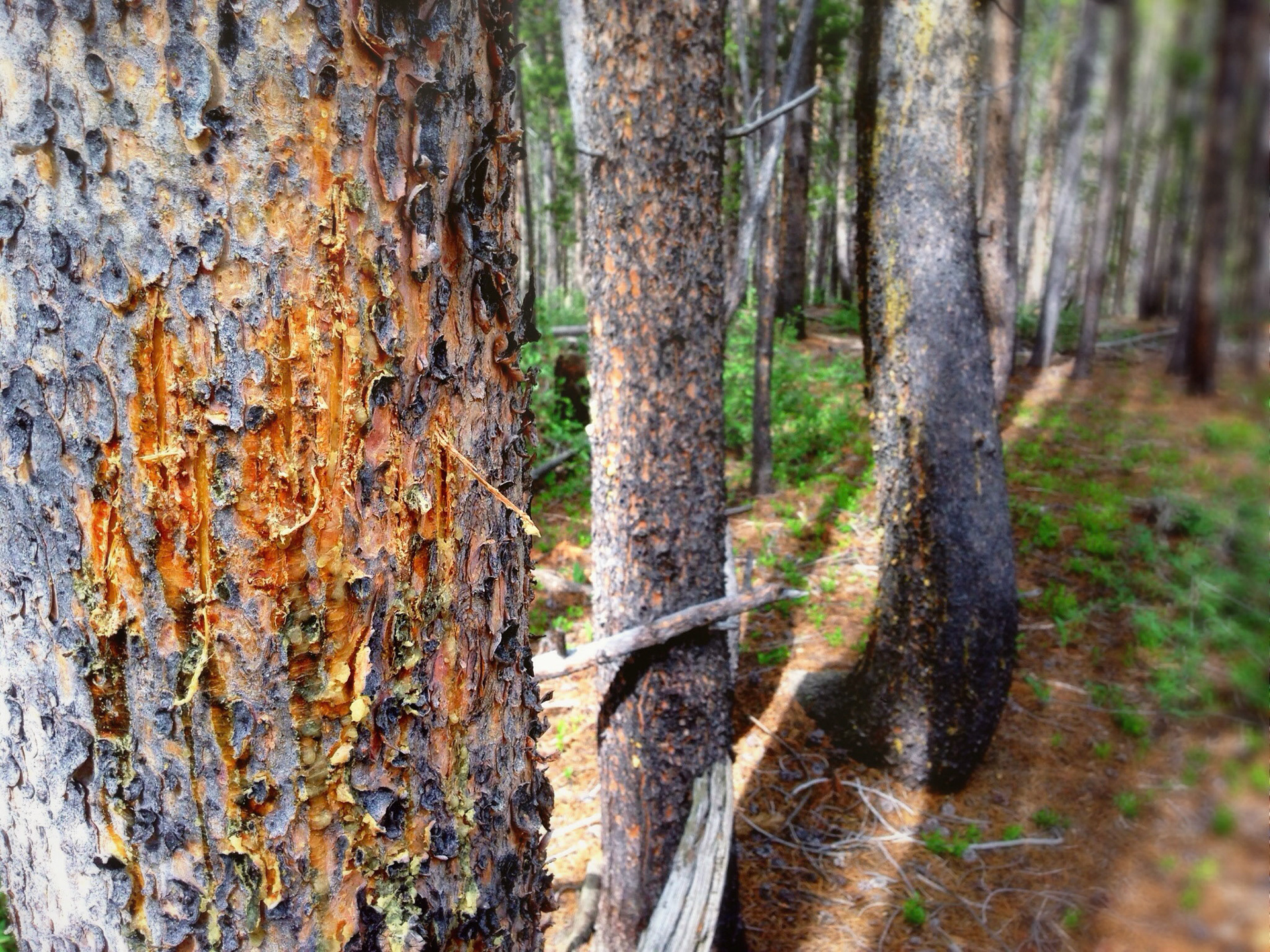 Scratch Marks | Black bear habitat north of 10,000 feet. | Summit County, Colorado