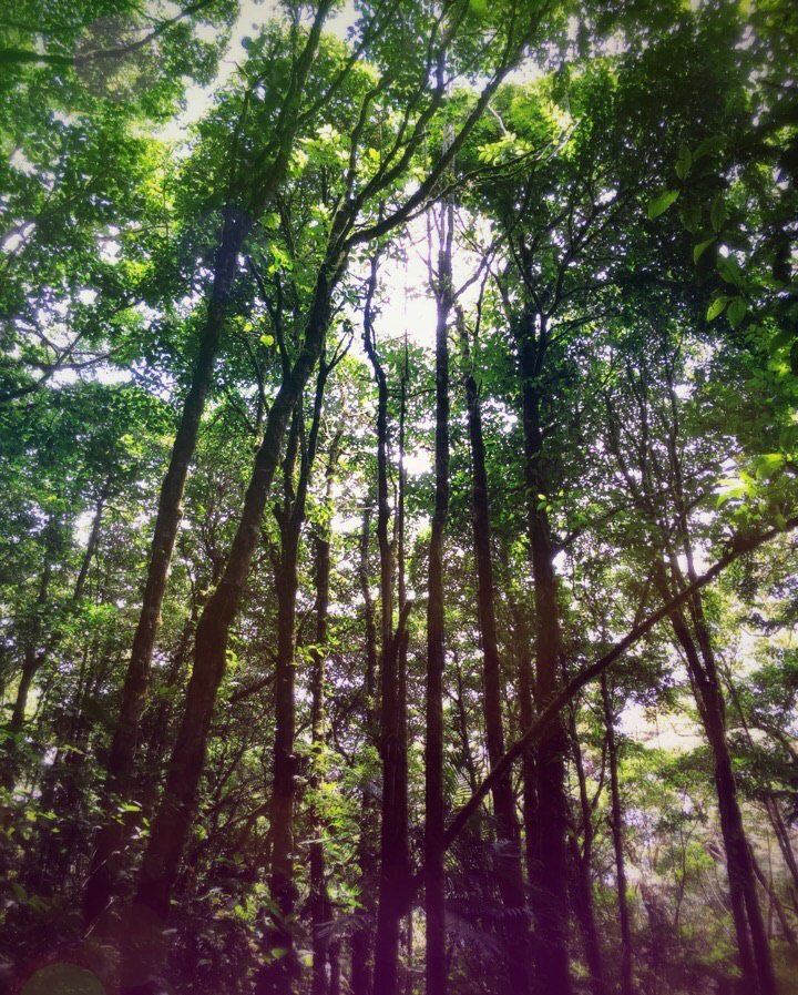 Monteverde Cloud Forest II | Costa Rica