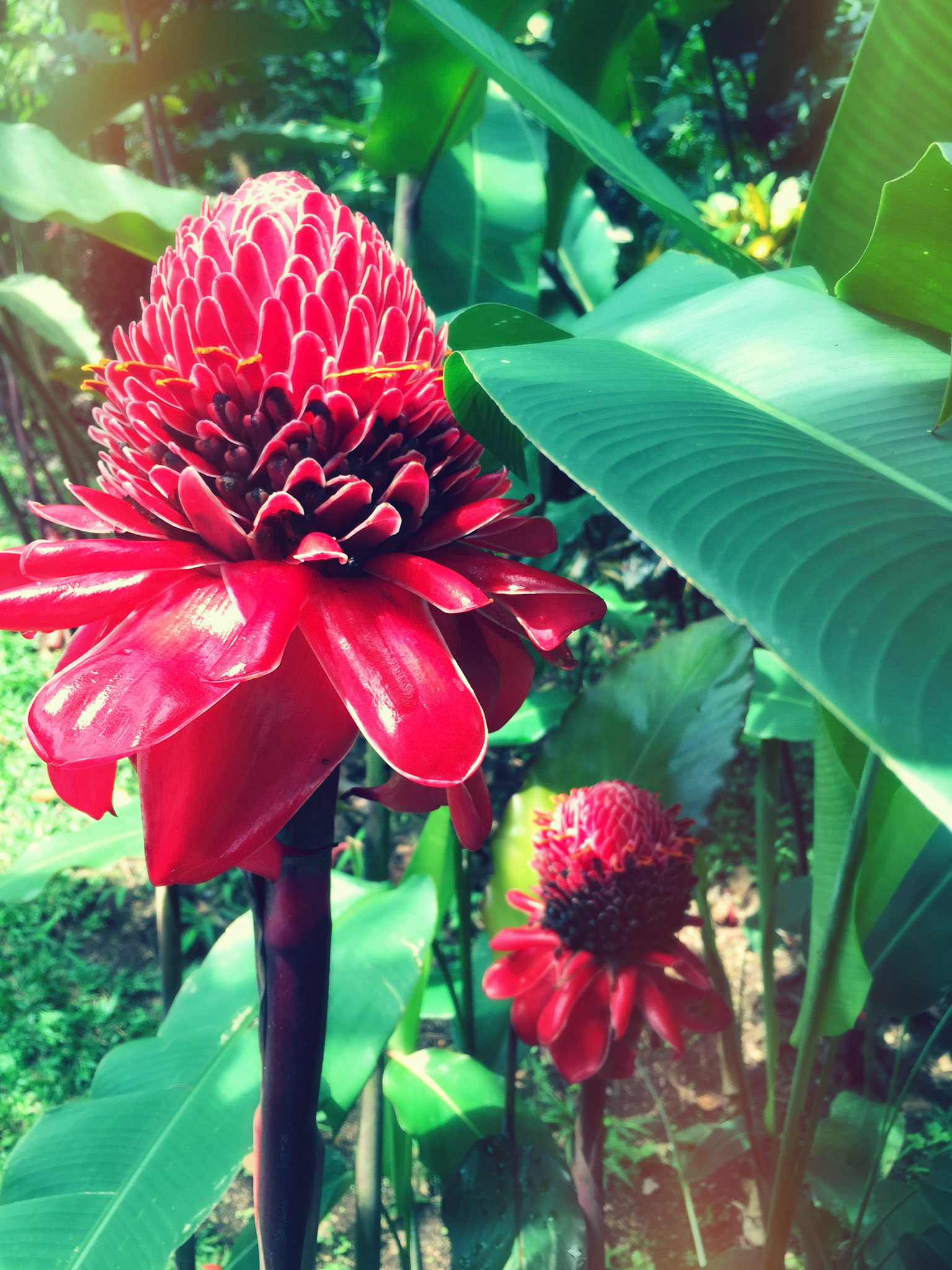 Porcelain Rose | La Fortuna | Costa Rica