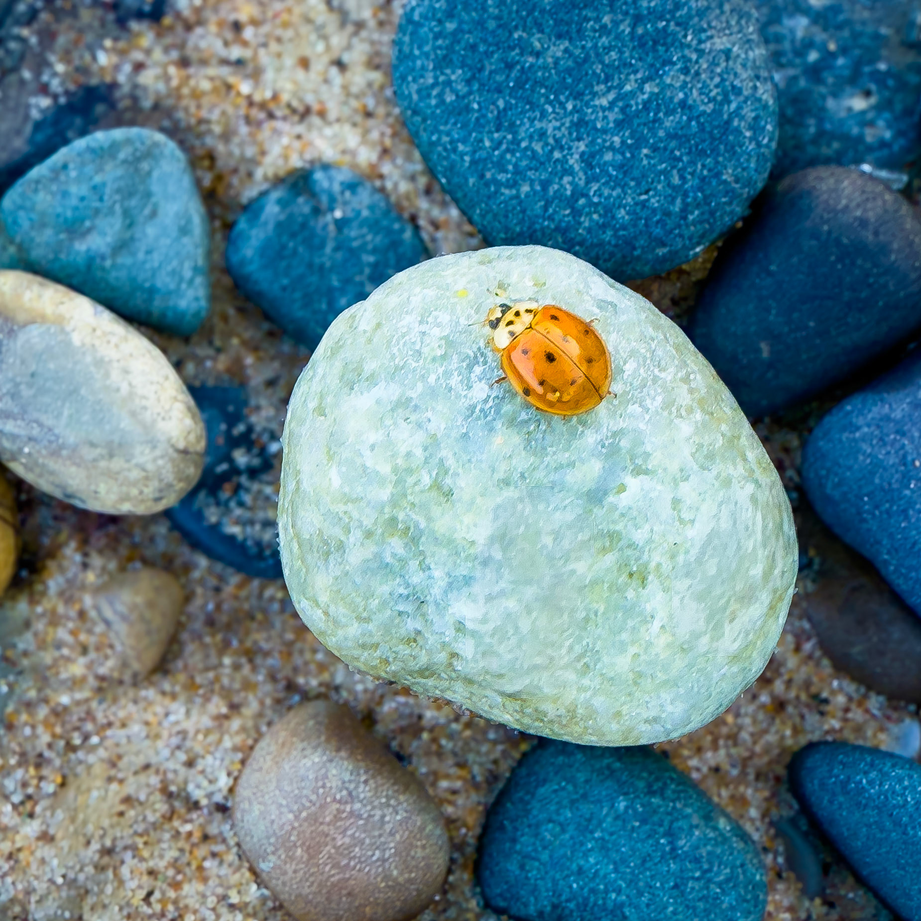 One Among a Million | Lake Michigan, South Haven