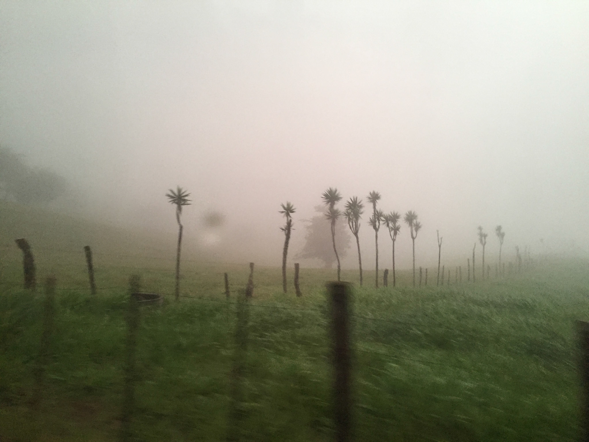 Misty Mountainside | On the road to Monteverde you navigate rugged farmland marked by tattered fences where horses and cattle disappear into mist.