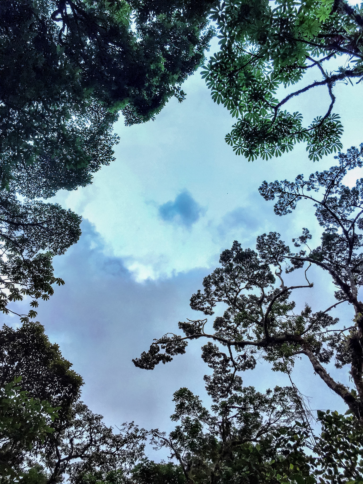 Break in the Canopy | Monteverde | Costa Rica