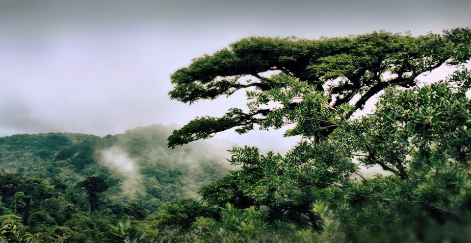 Monteverde Cloud Forest III | Costa Rica