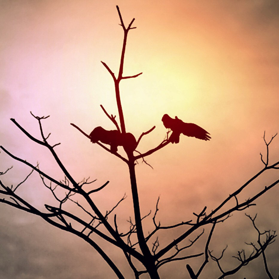 Wingspan | Vultures in the highlands often sit and spread their wings for hours to warm up. The sun also causes parasites to converge in areas of the birds' bodies that are easier to reach for removal.