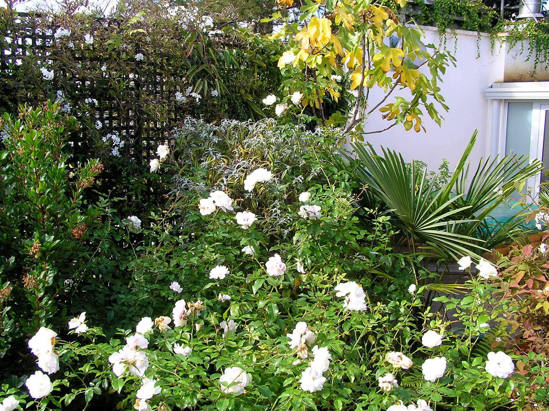 Rooftop terrace — roses & Mediterranean planting, Neuilly