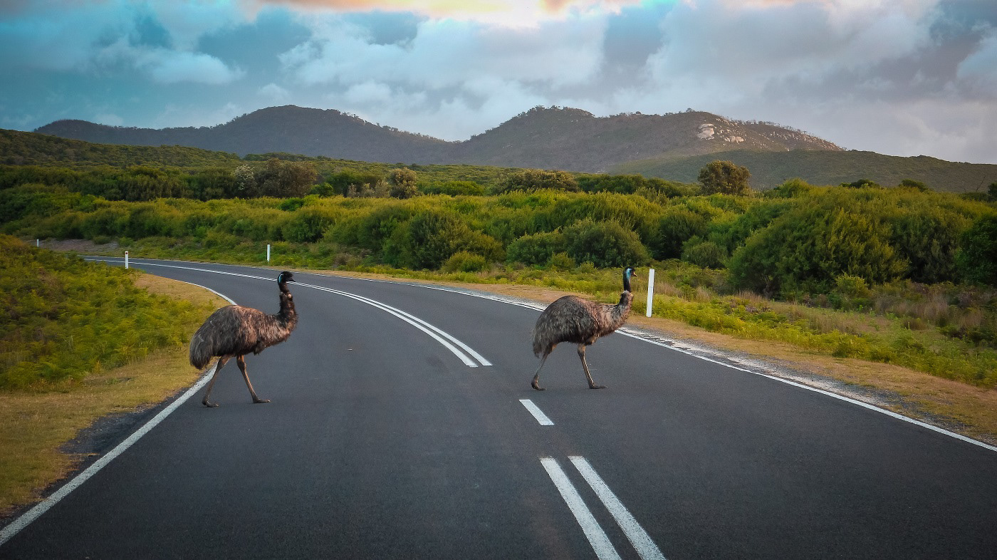 Emus im Wilsons Promontory National Park