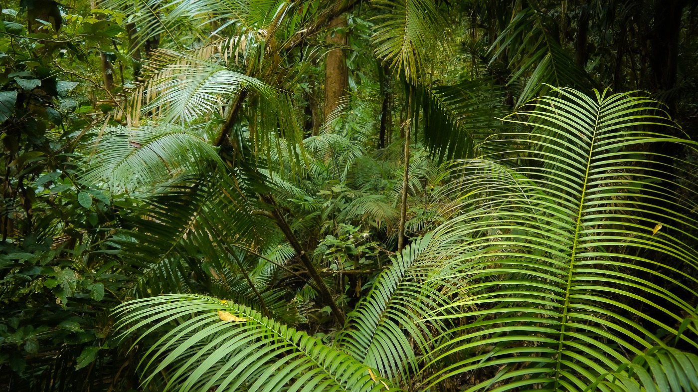 Daintree Rainforest