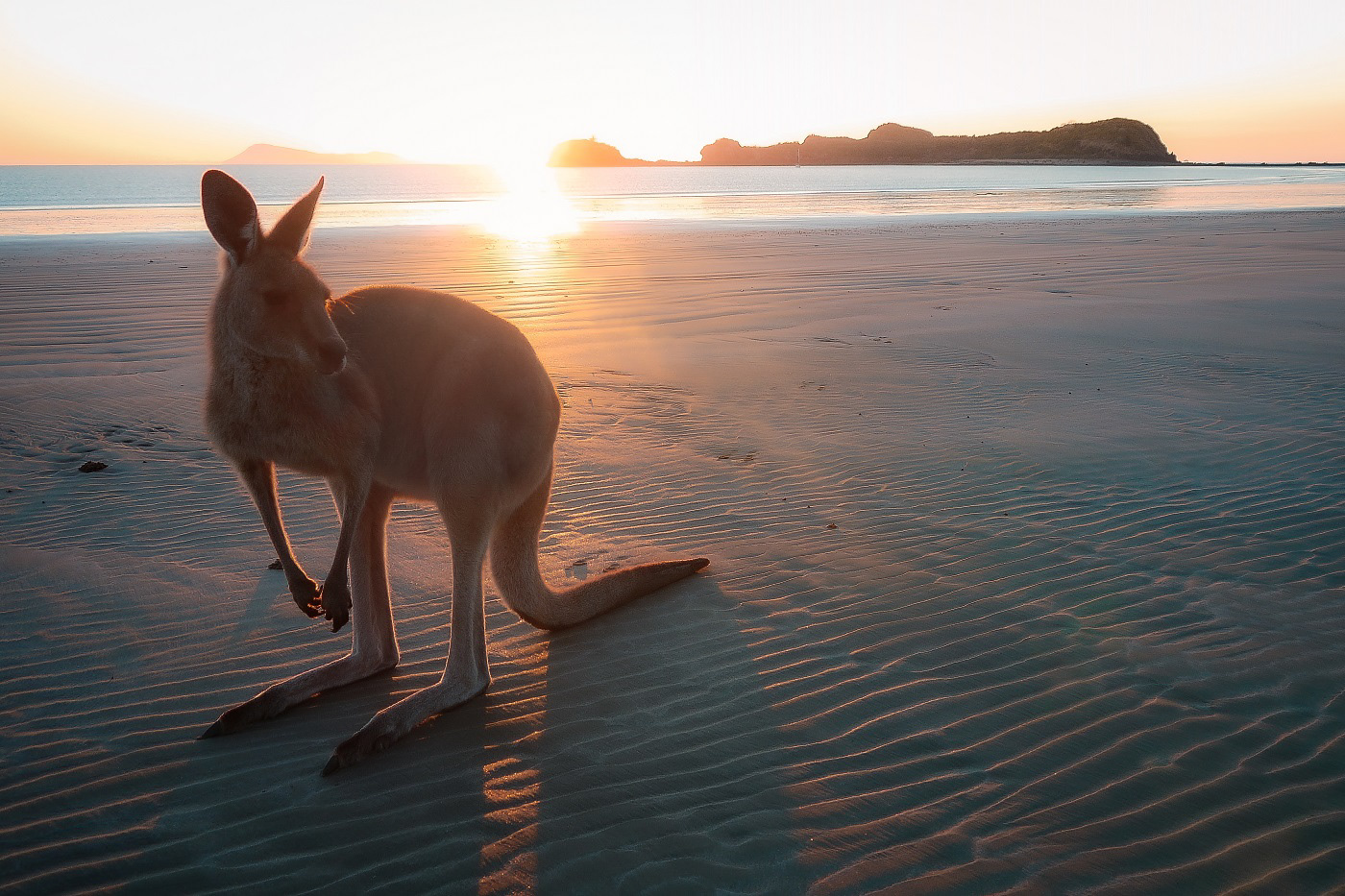 Wallaby im Sonnenaufgang am Strand