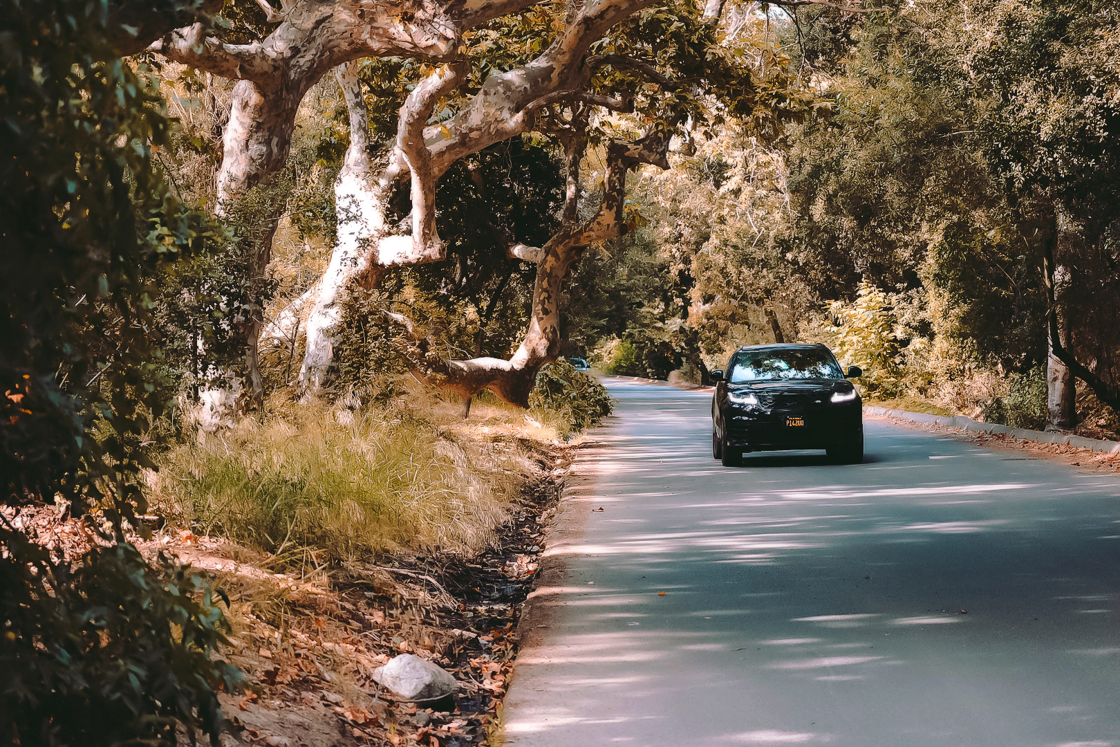 Dappled Drive