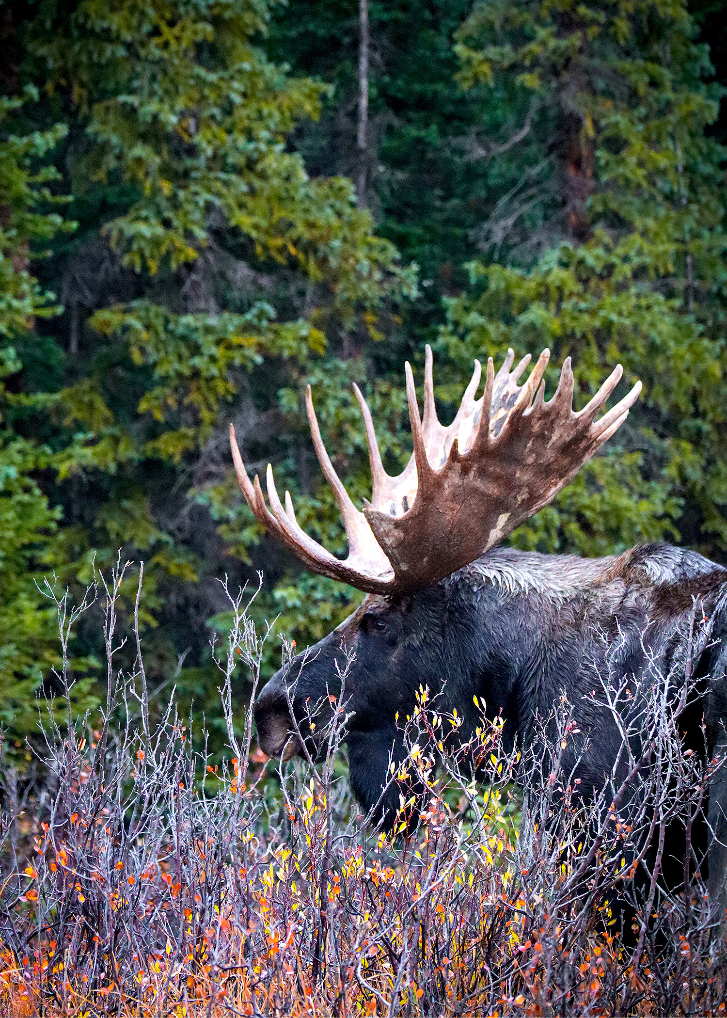 Moose