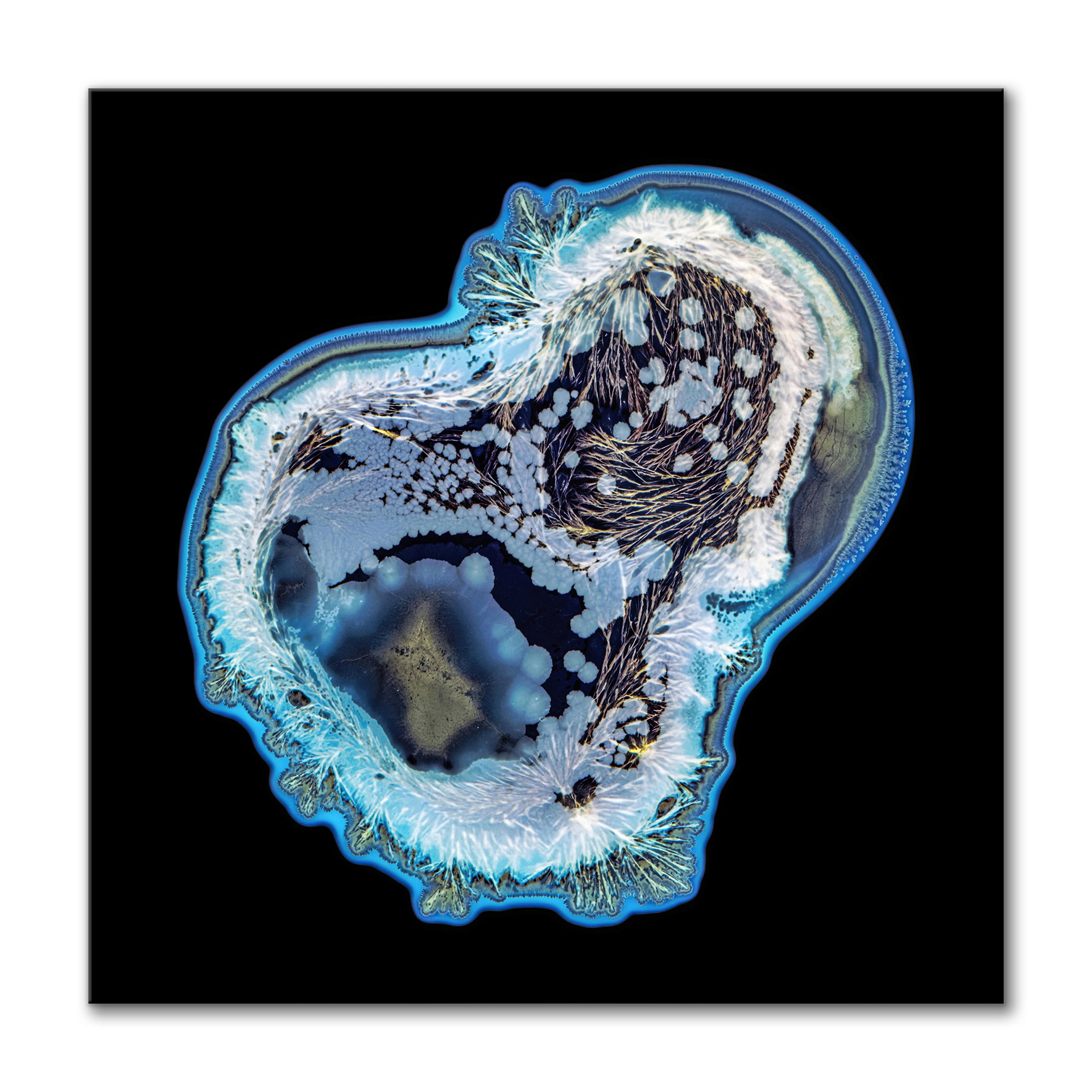 Amoeba III