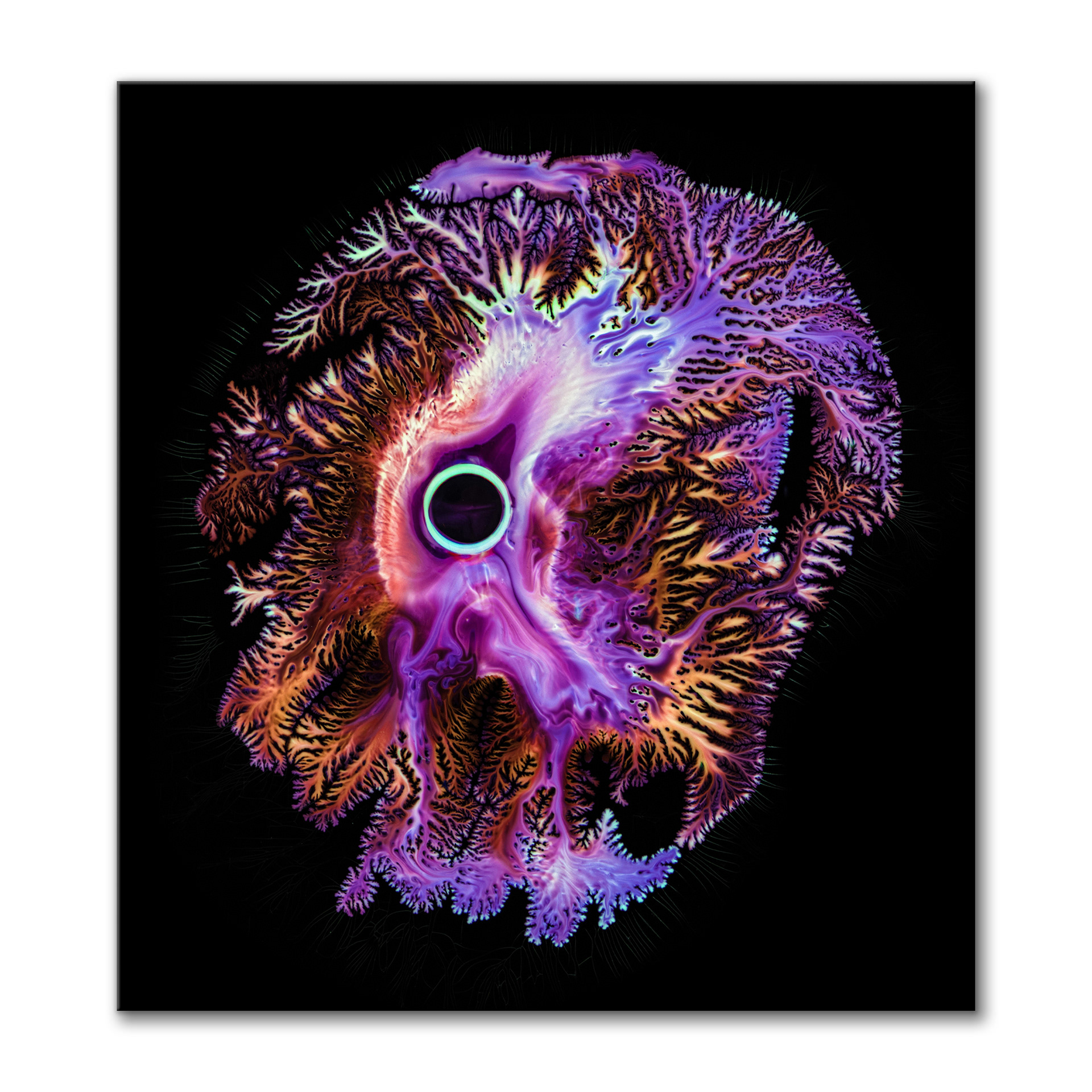 Animus