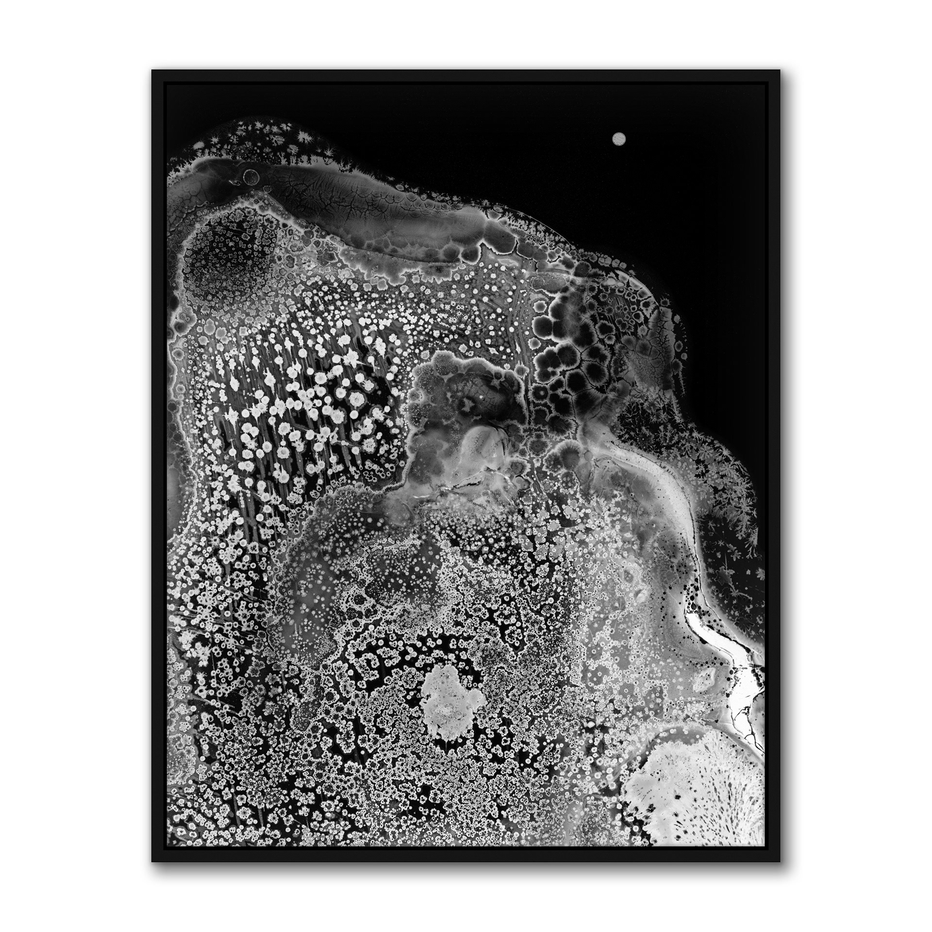 Biota II