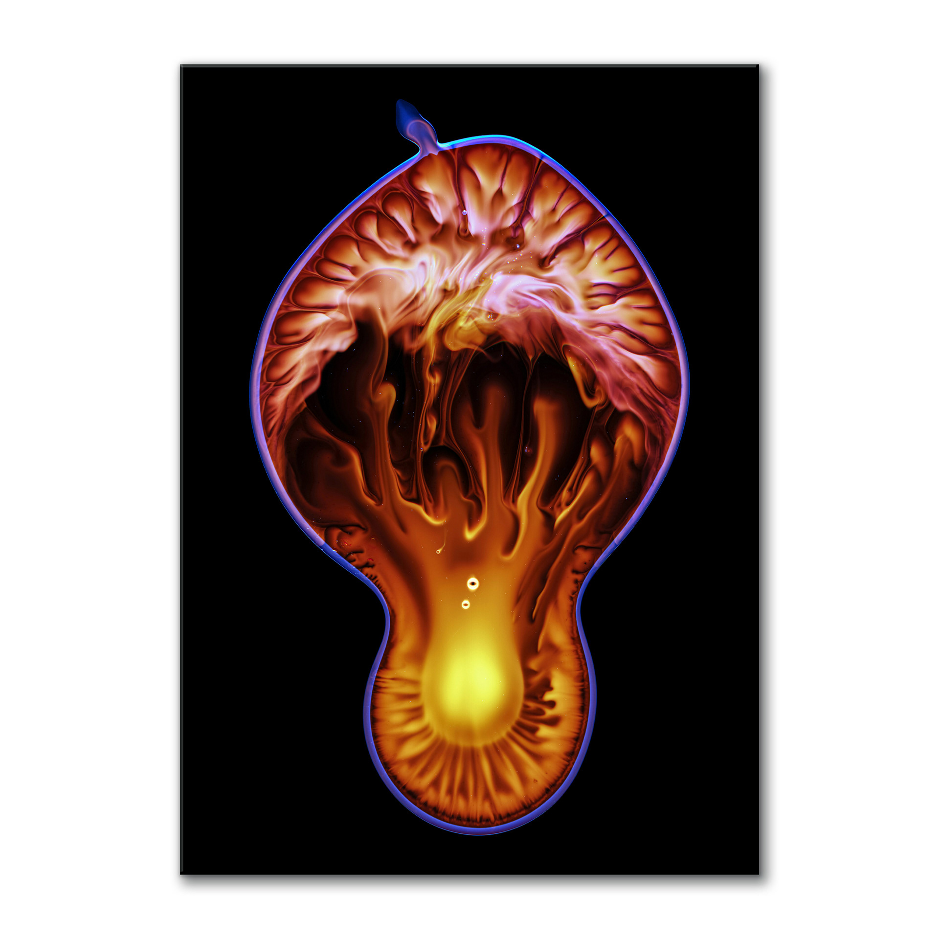 Fungi