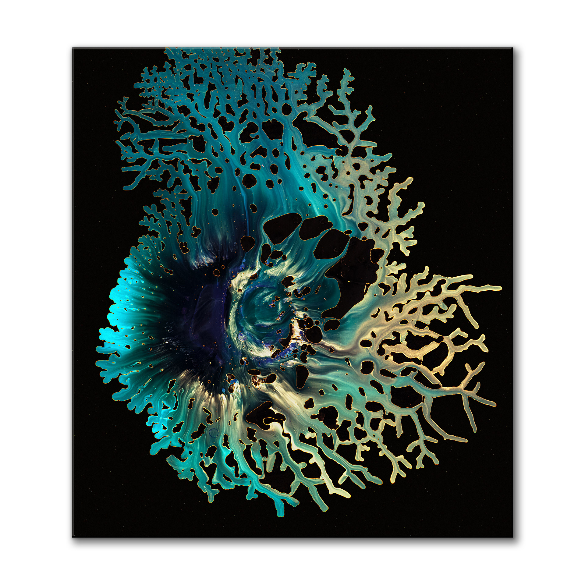Acropora