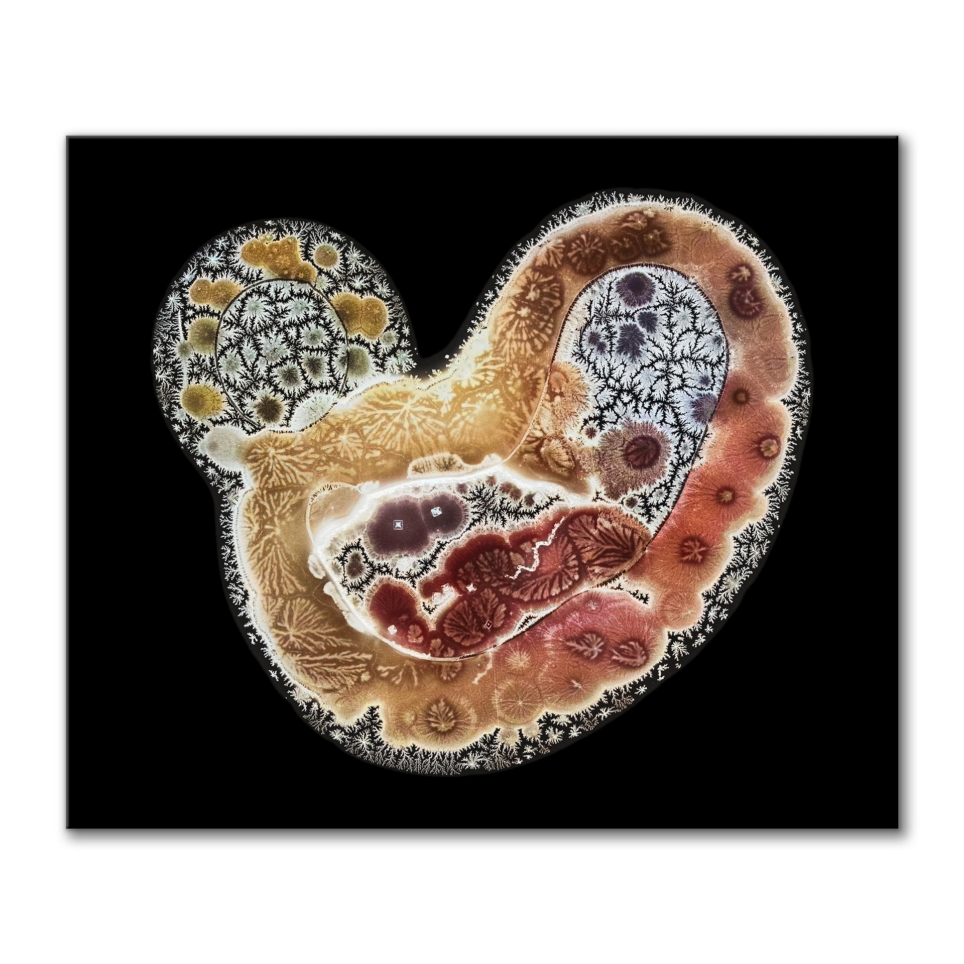 Amoeba I