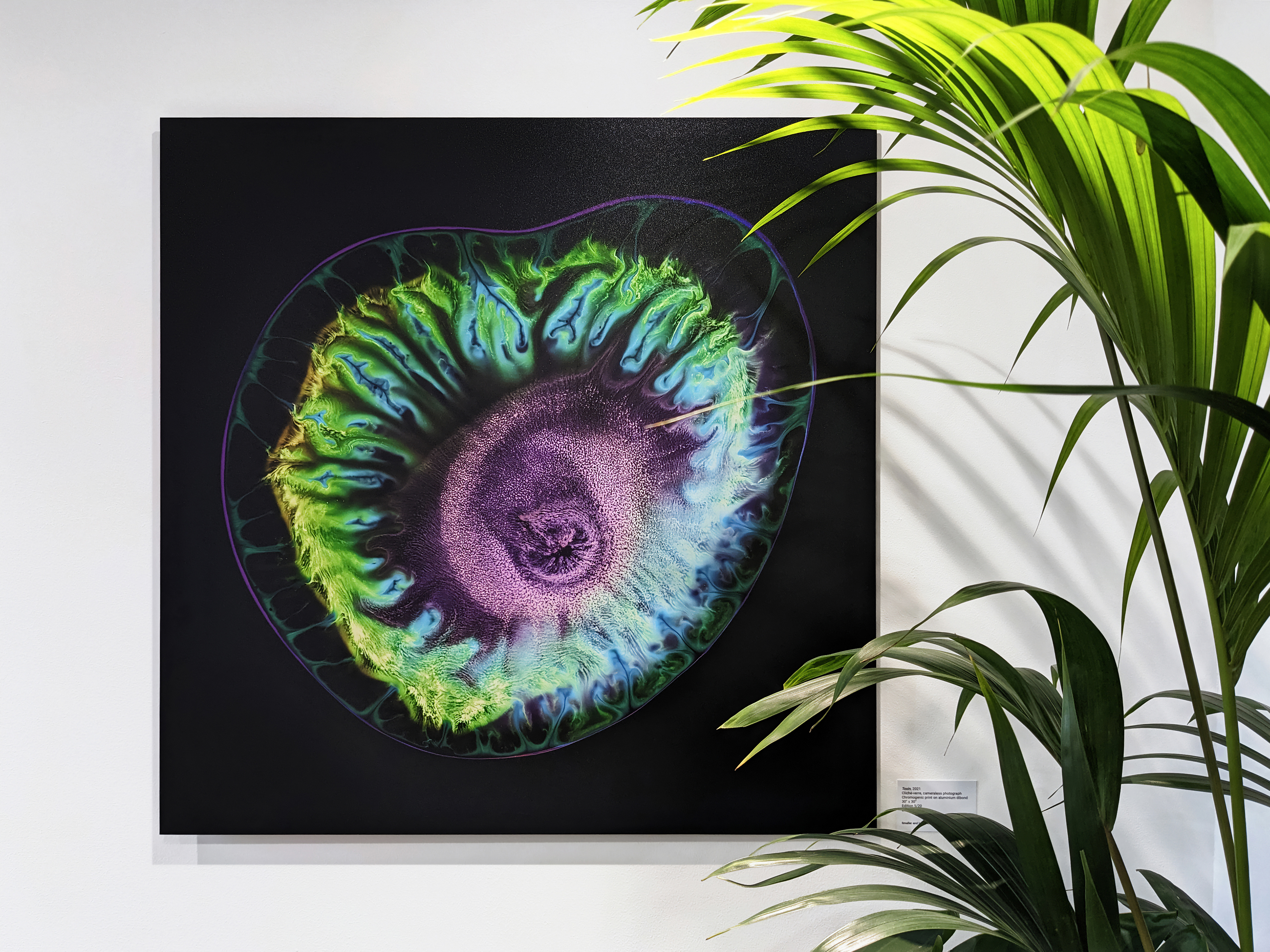 "Toxin" featured in my solo show at EDEN Gallery, 2023.