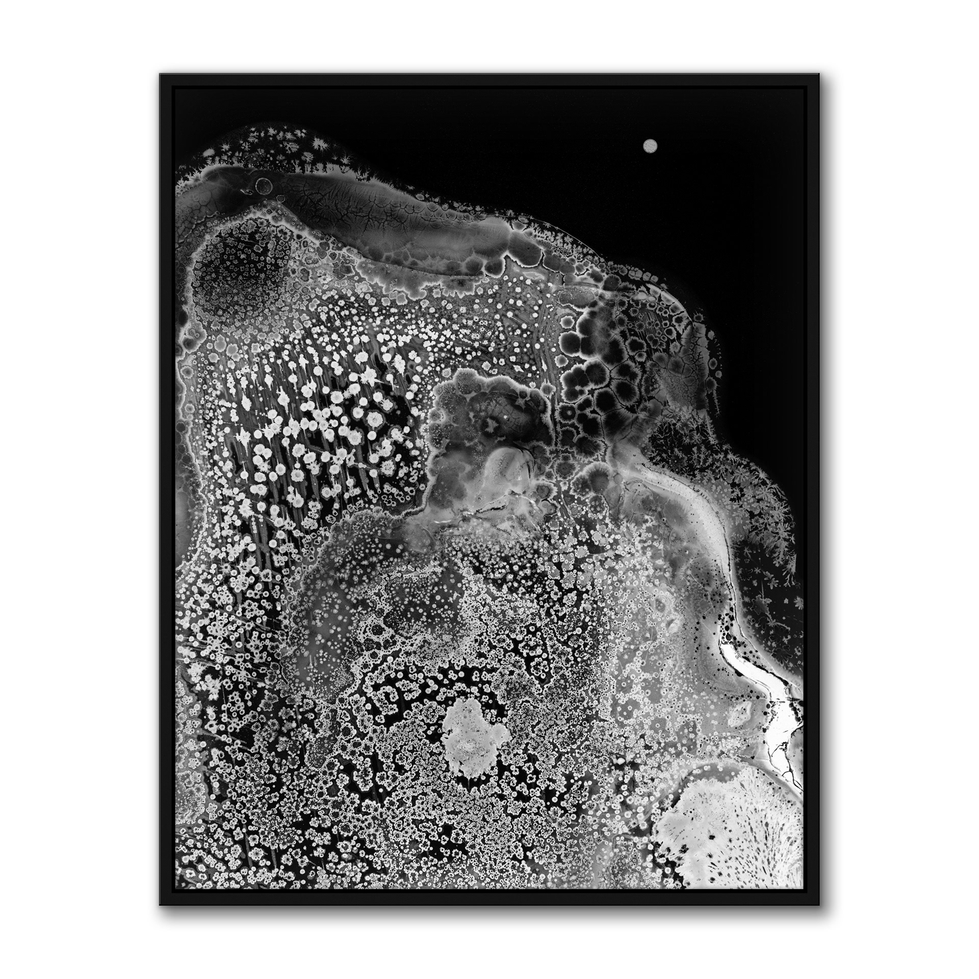 Biota II