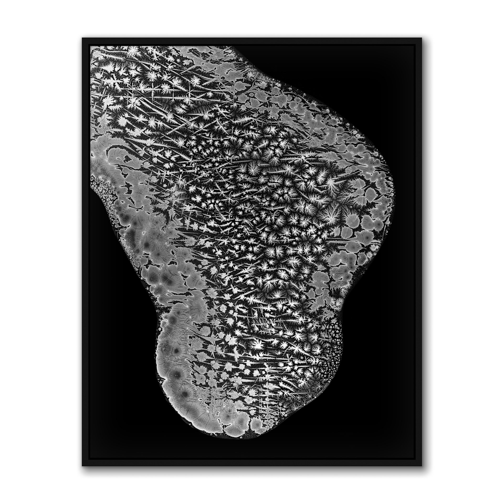 Biota III