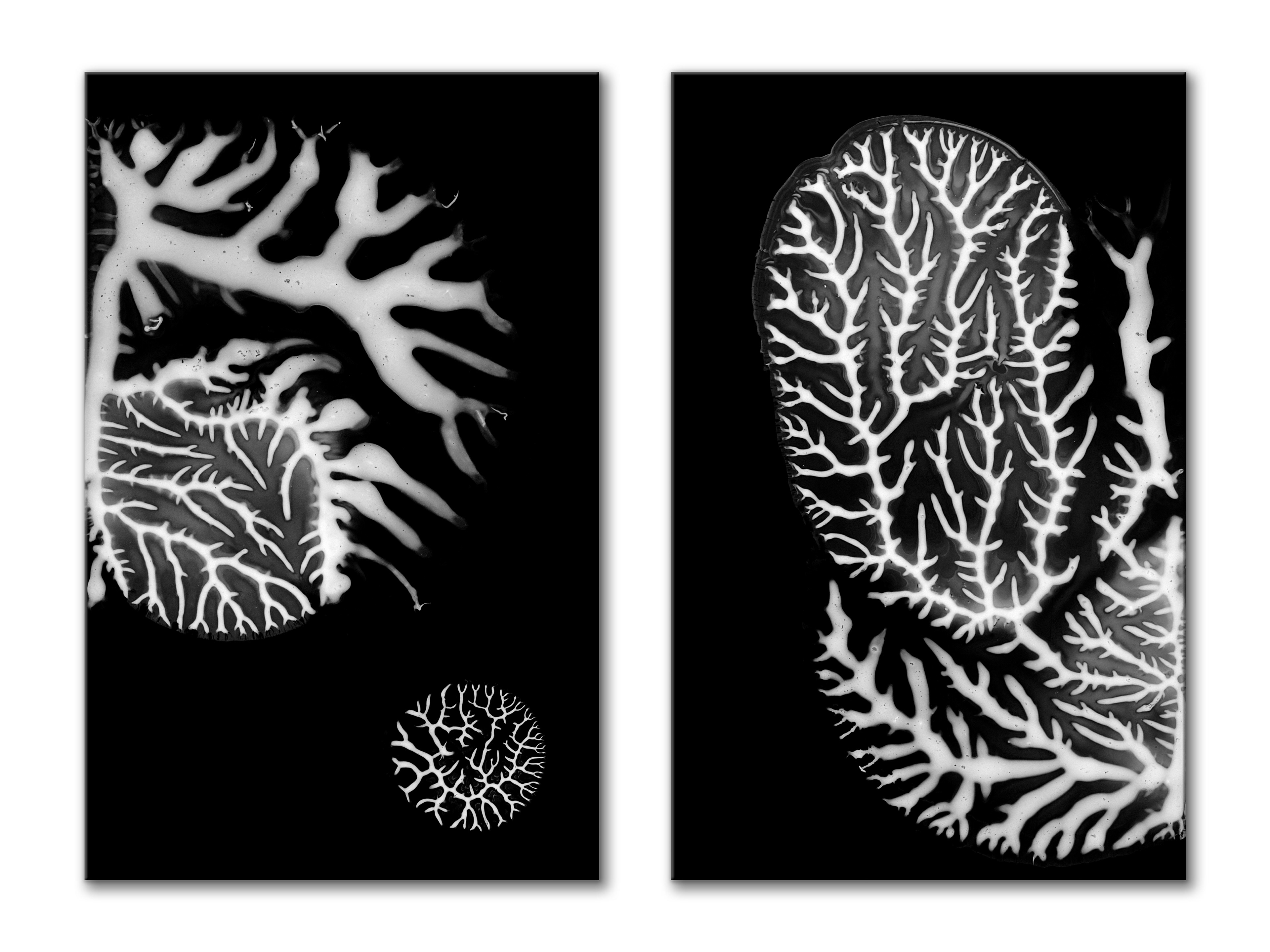 Dendriform II & III