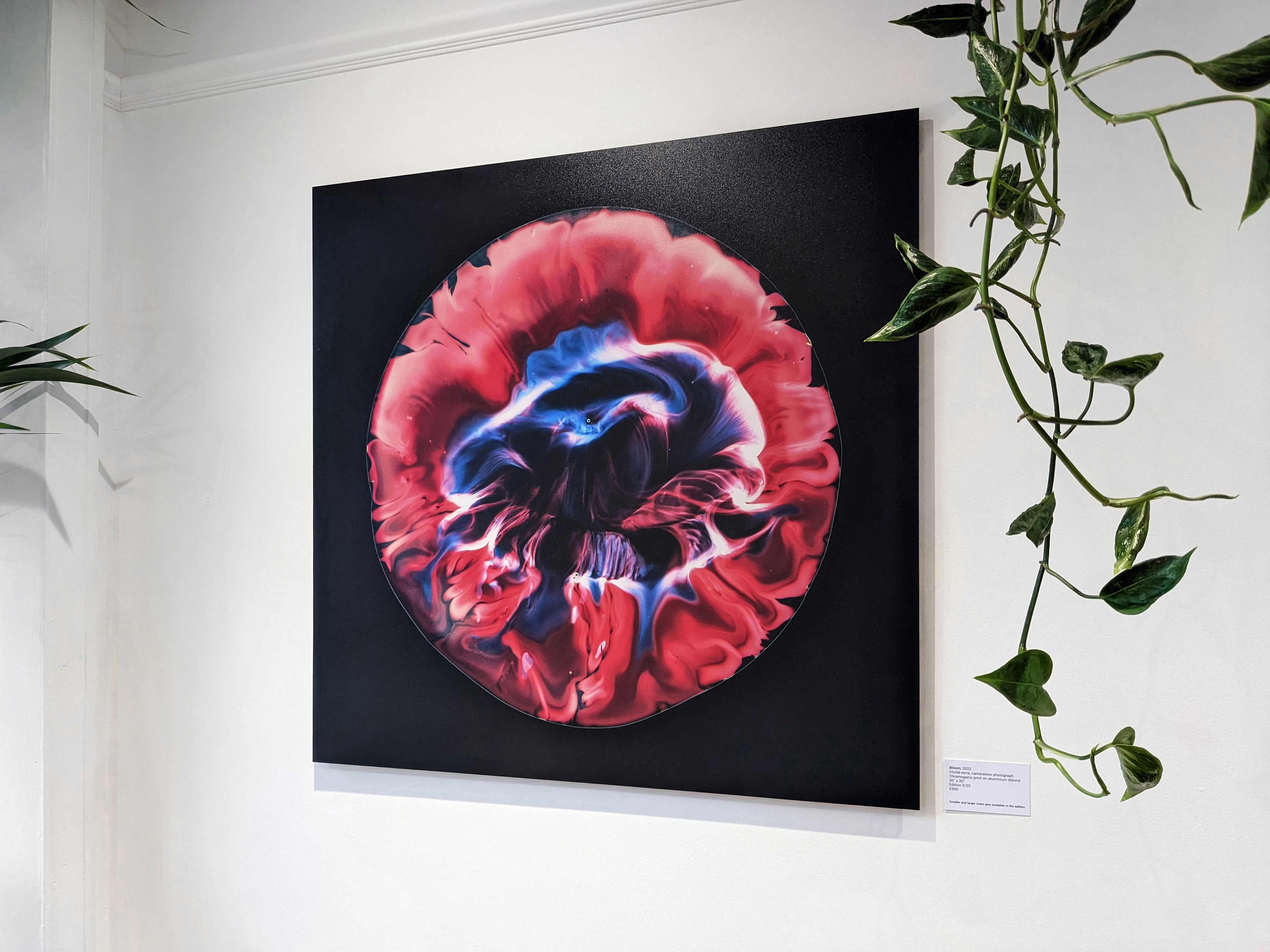 "Bloom"