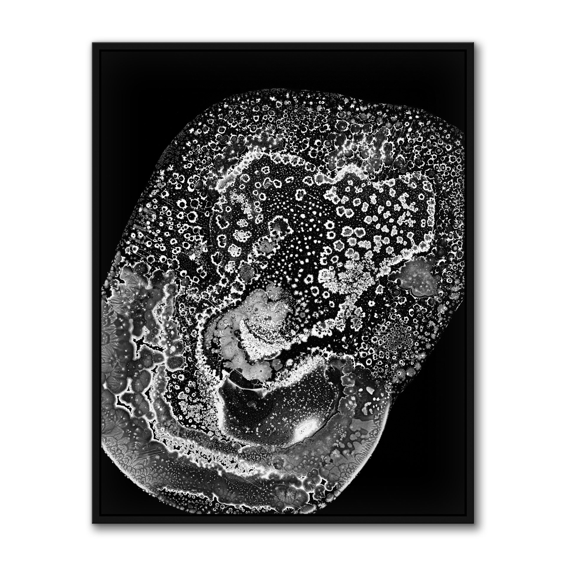Biota I