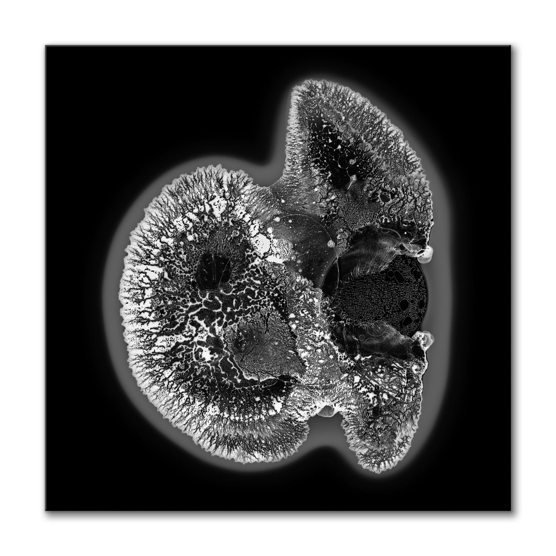 Parasite