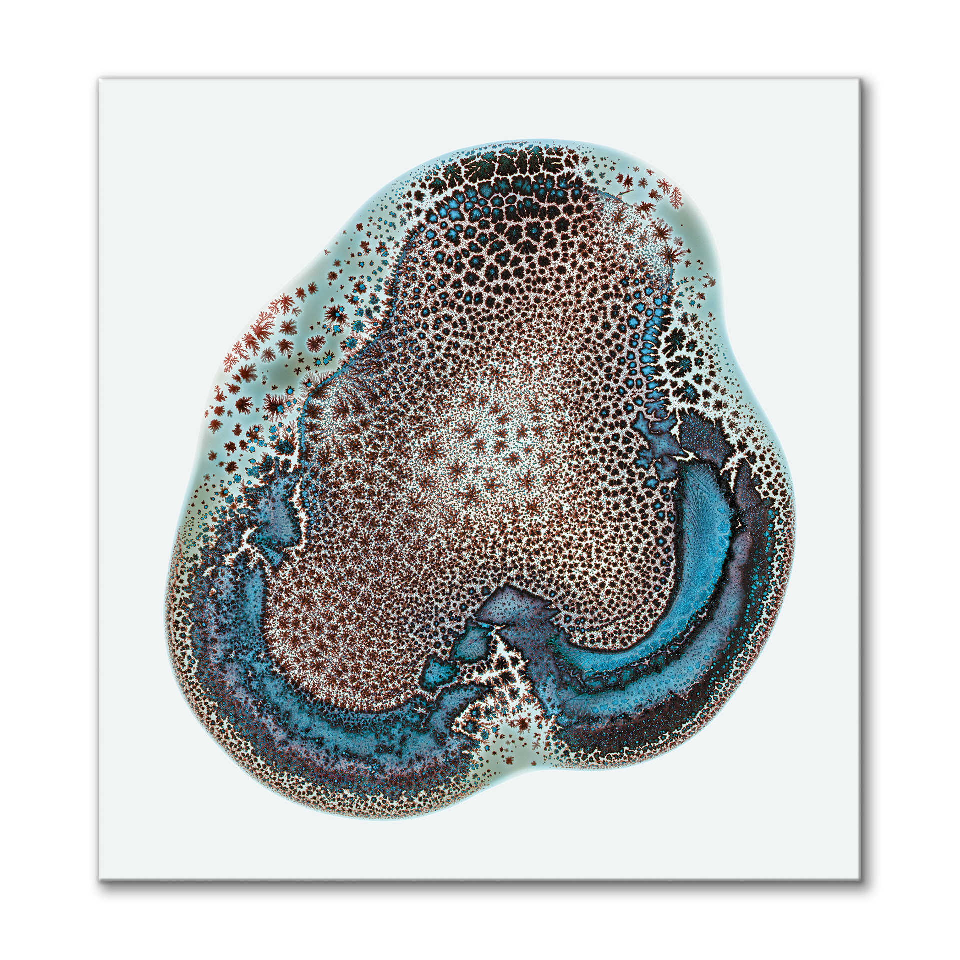 Amoeba II