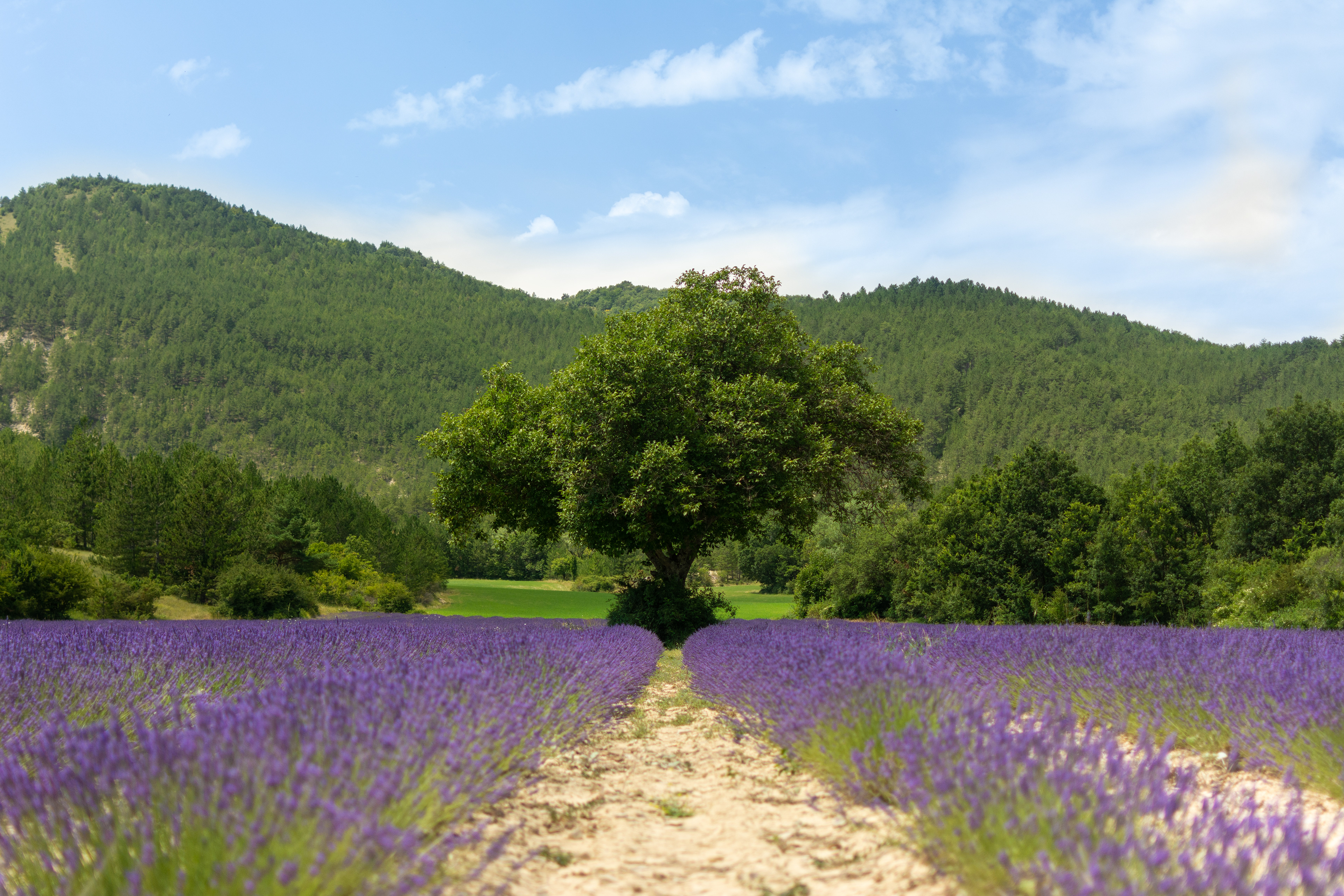 Champs de Lavande, Provence