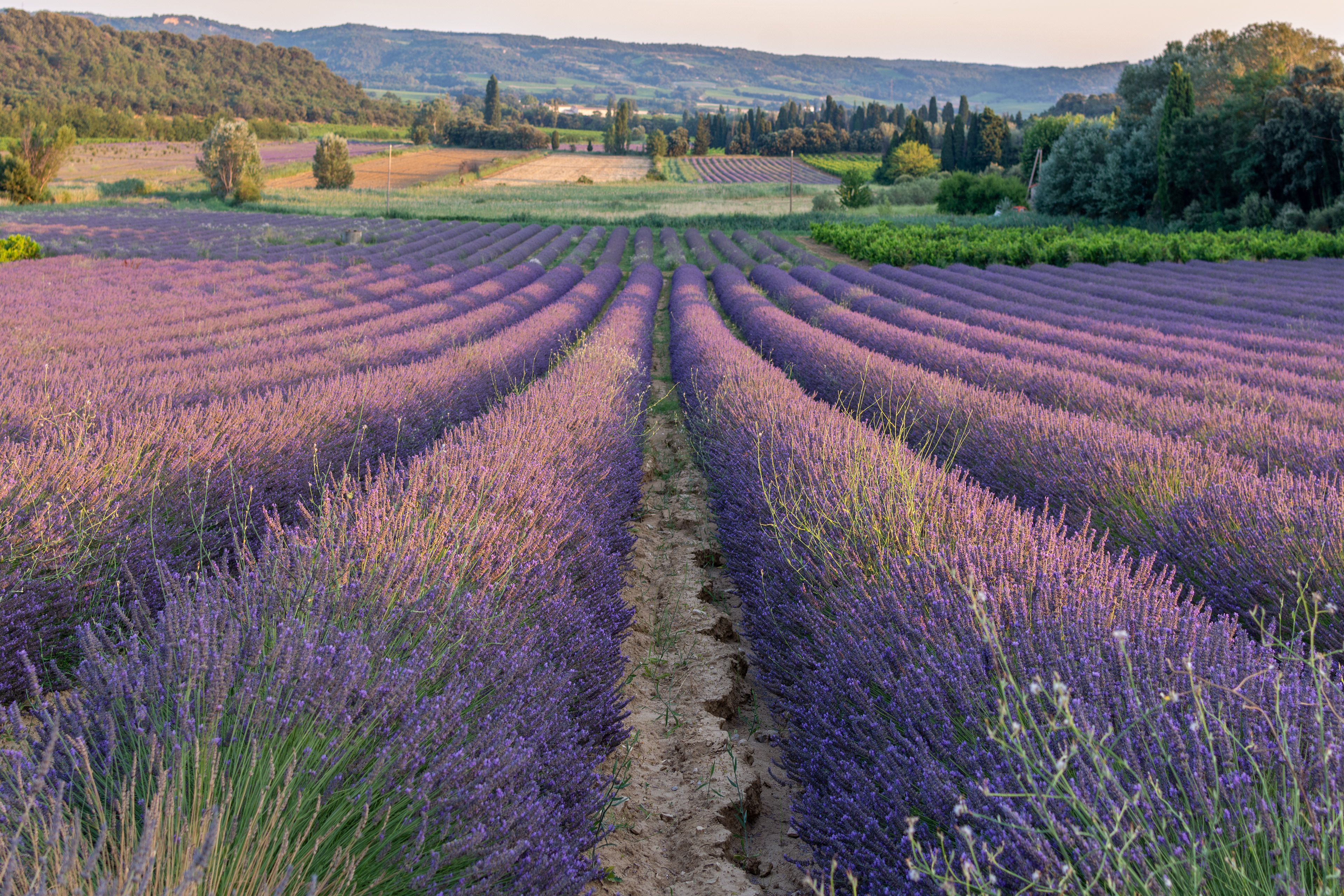 Champs de Lavande, Provence