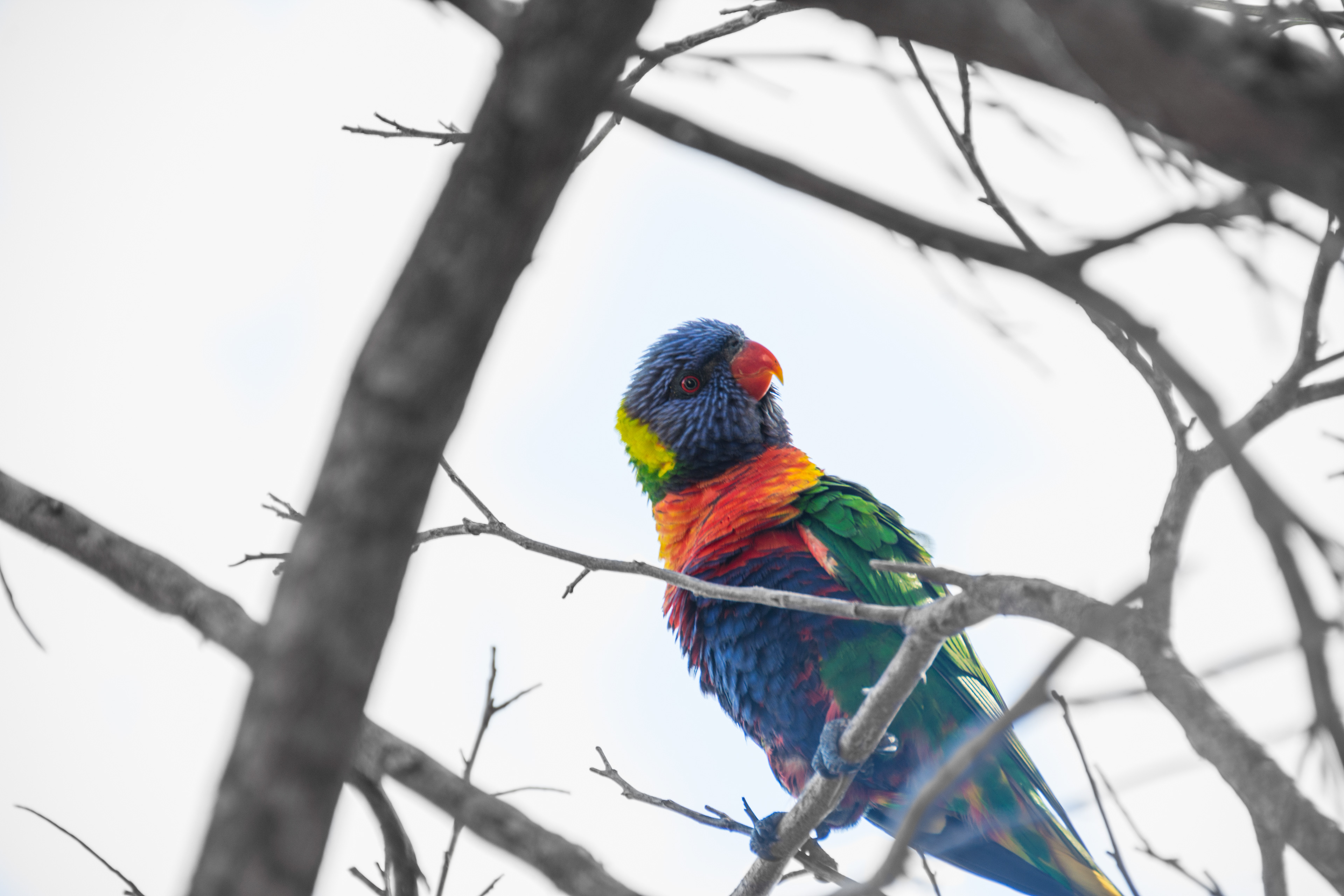 Lorikeet, Sydney - Australia