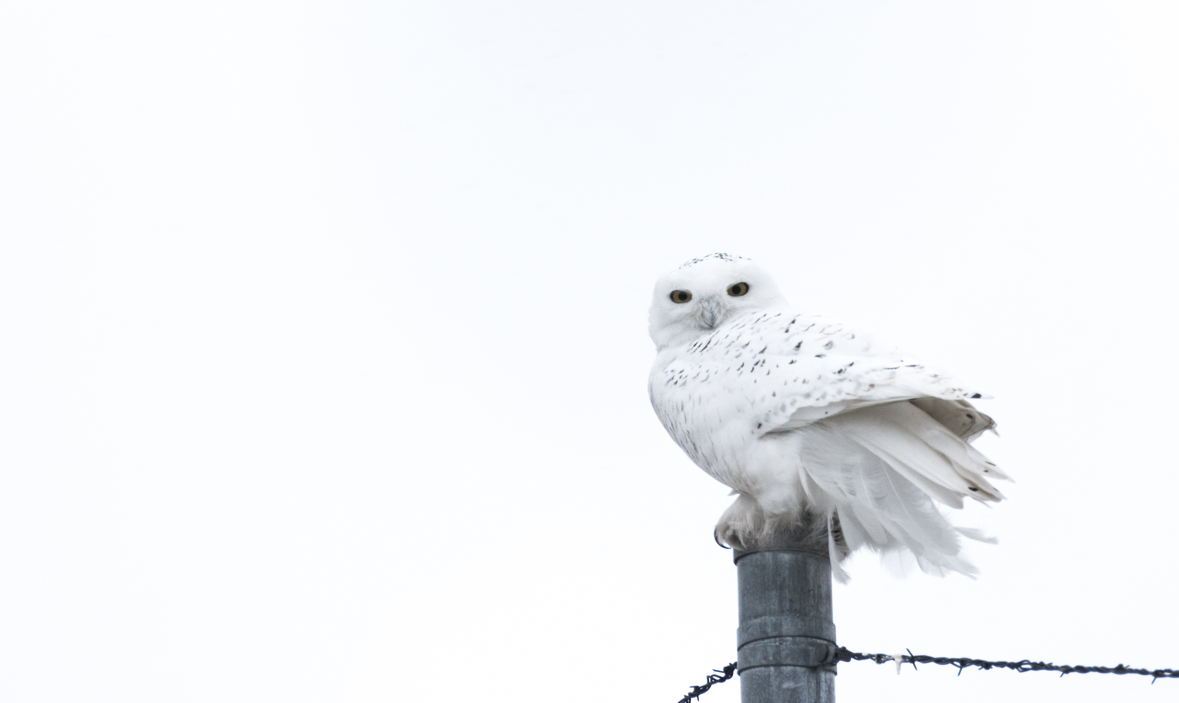 Snow Owl, Ontario - Canada