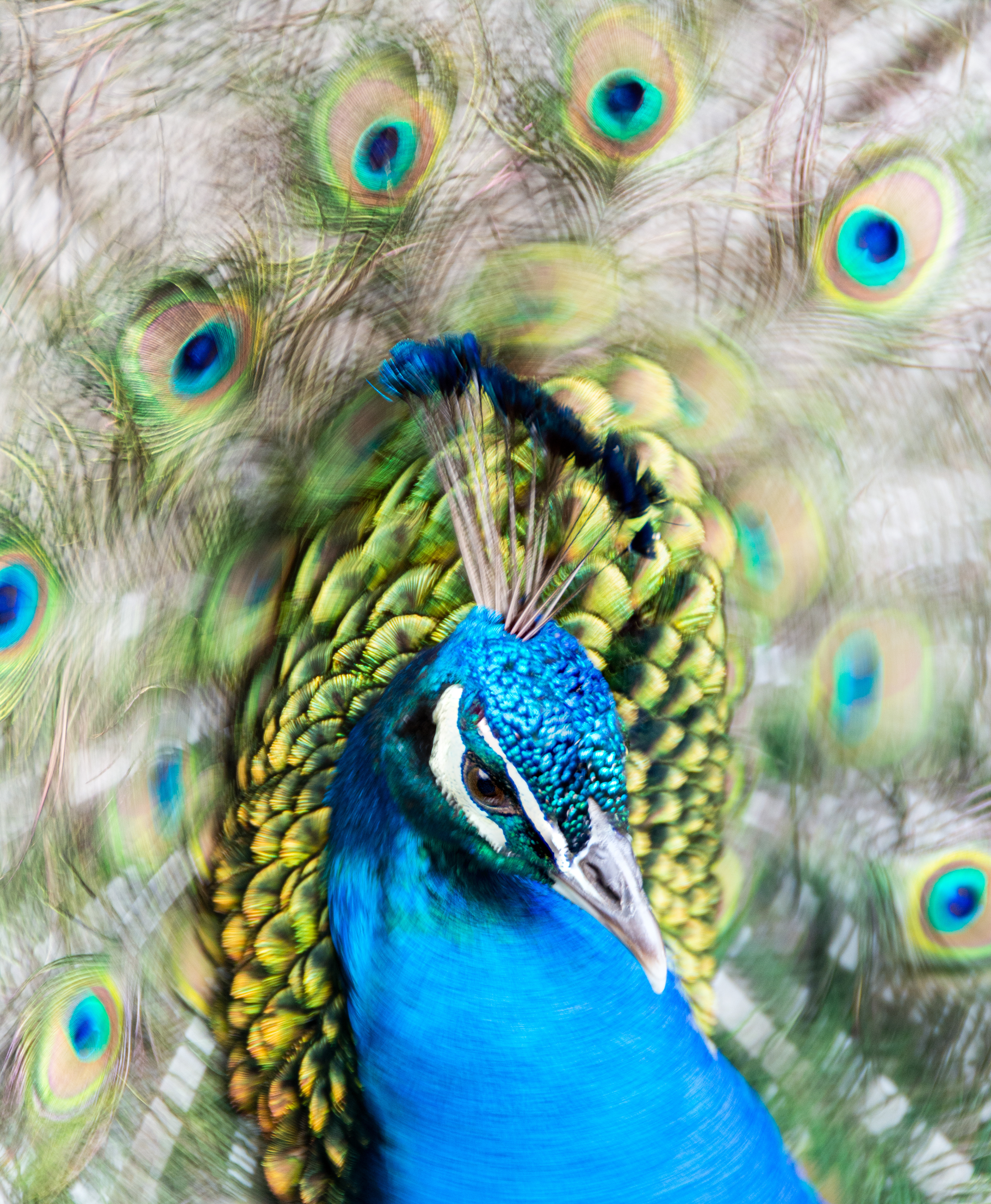 Peacock, Lisbon