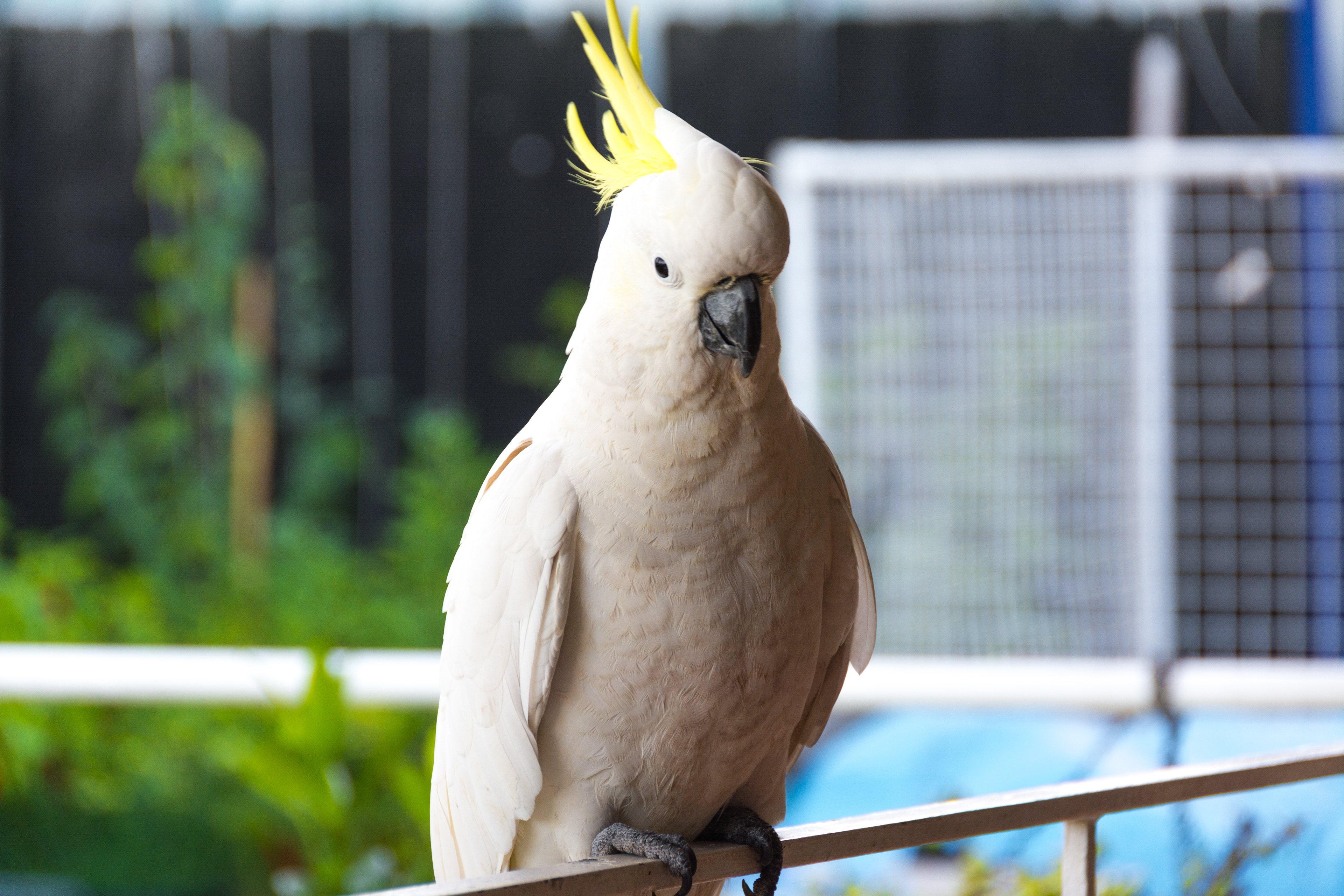 Sulphur Crested Cockatoo, Sidney-Australia