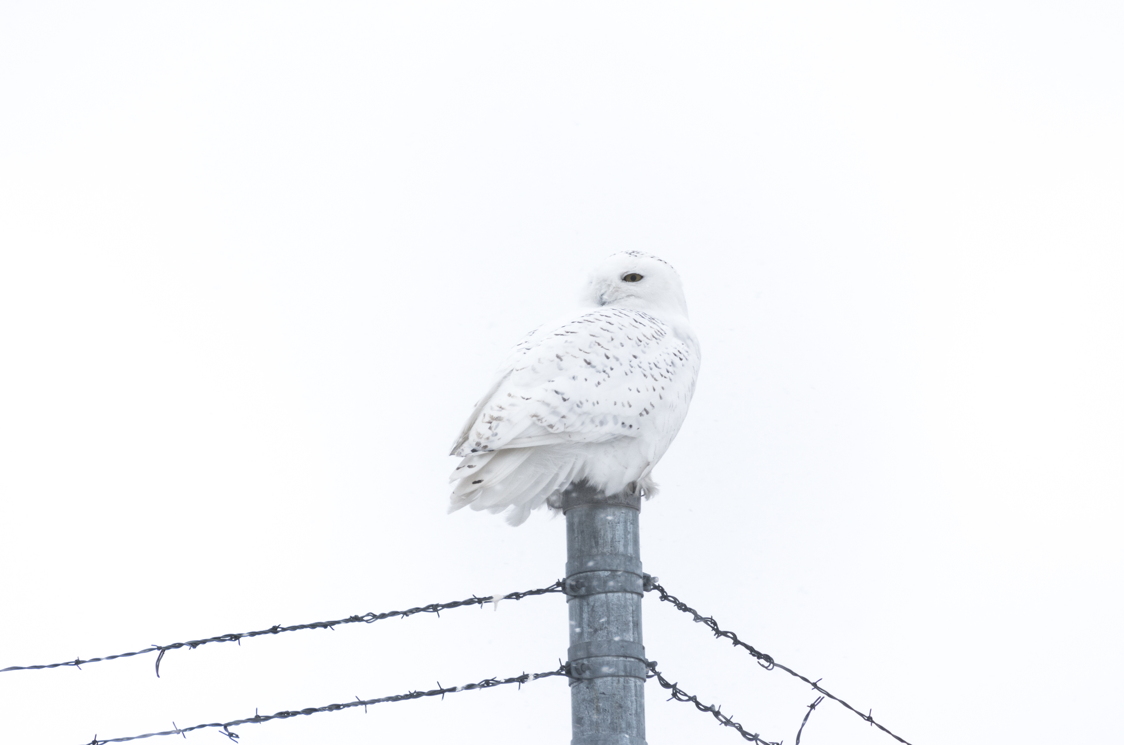 Snow Owl, Ontario - Canada 