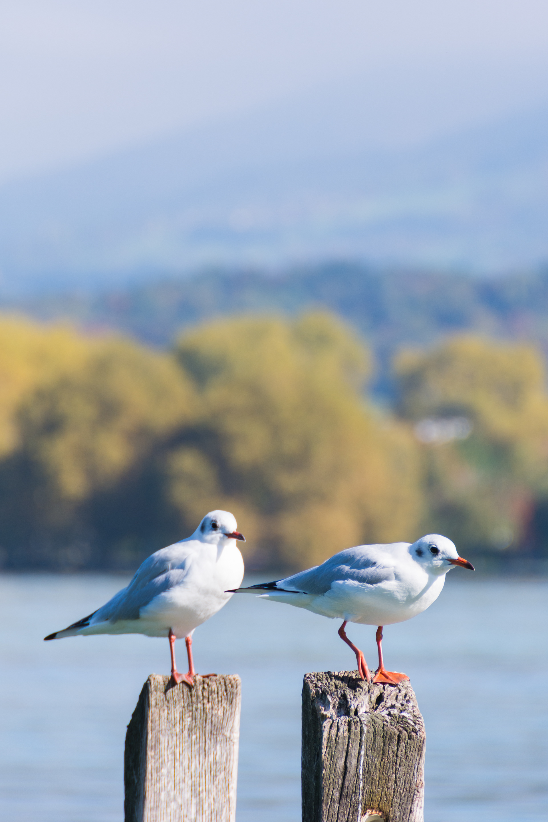 Seagulls, Annecy - France 