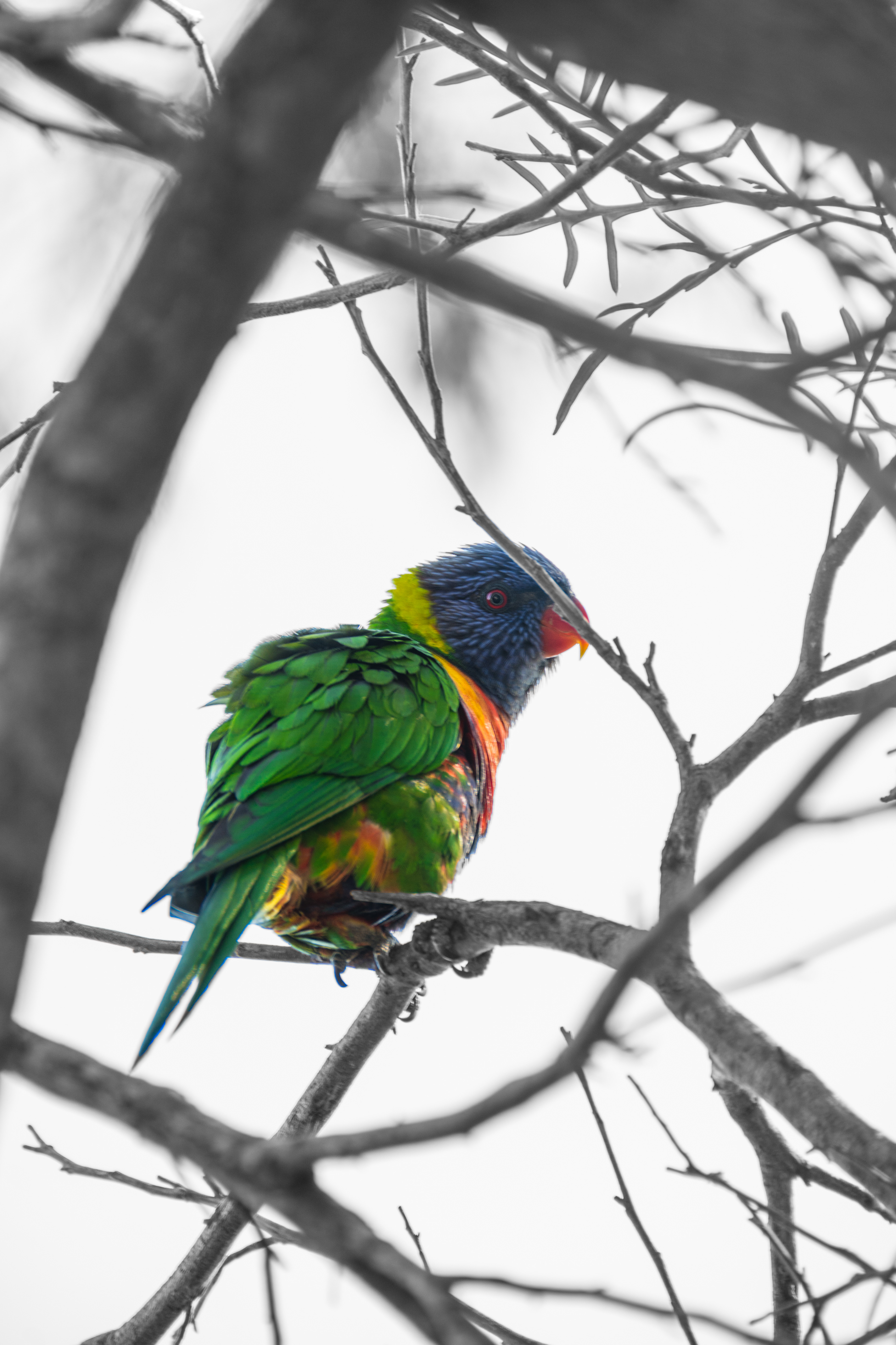 Lorikeet, Sydney - Australia
